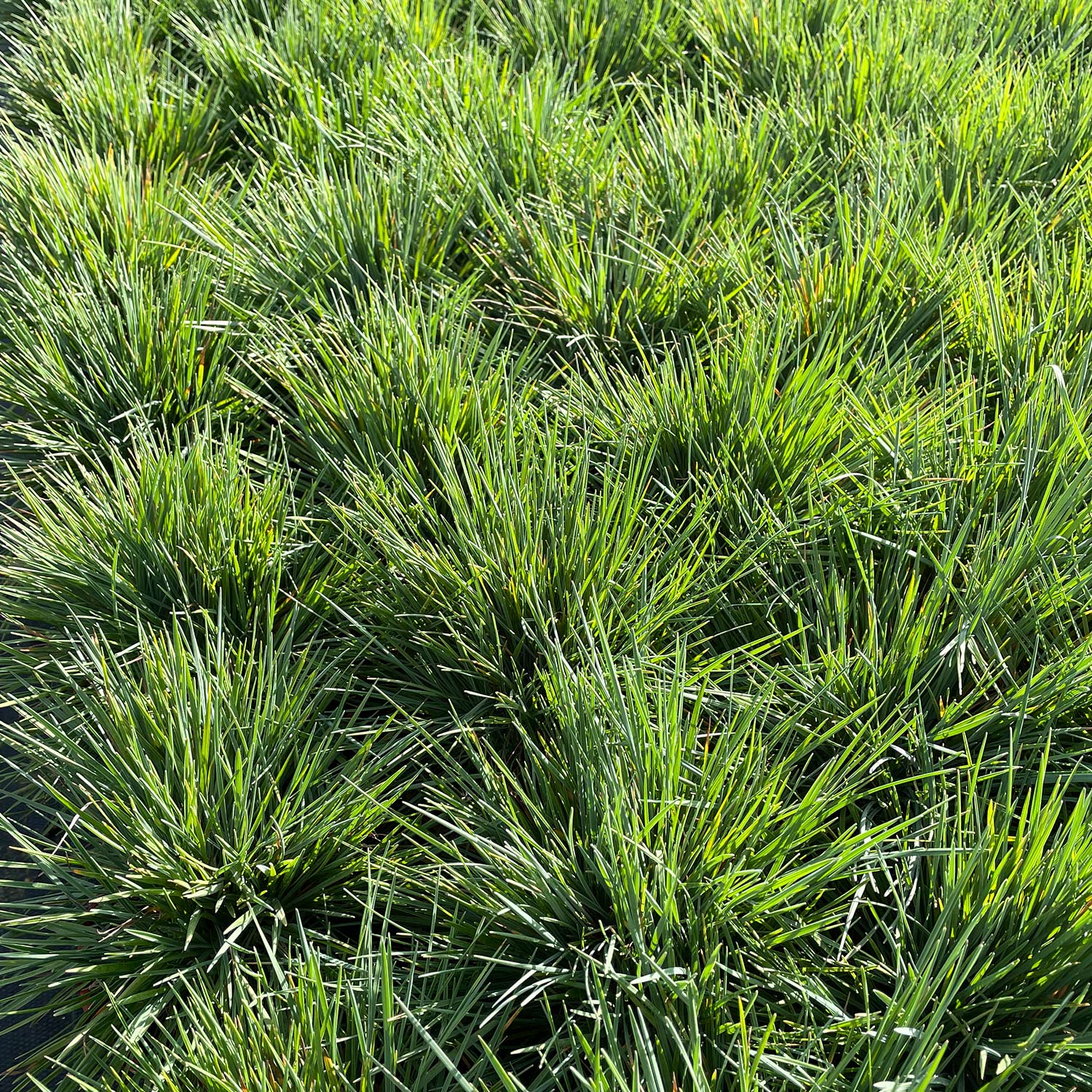 Blaues Schillergras - Urform Lieferform: Im Topf