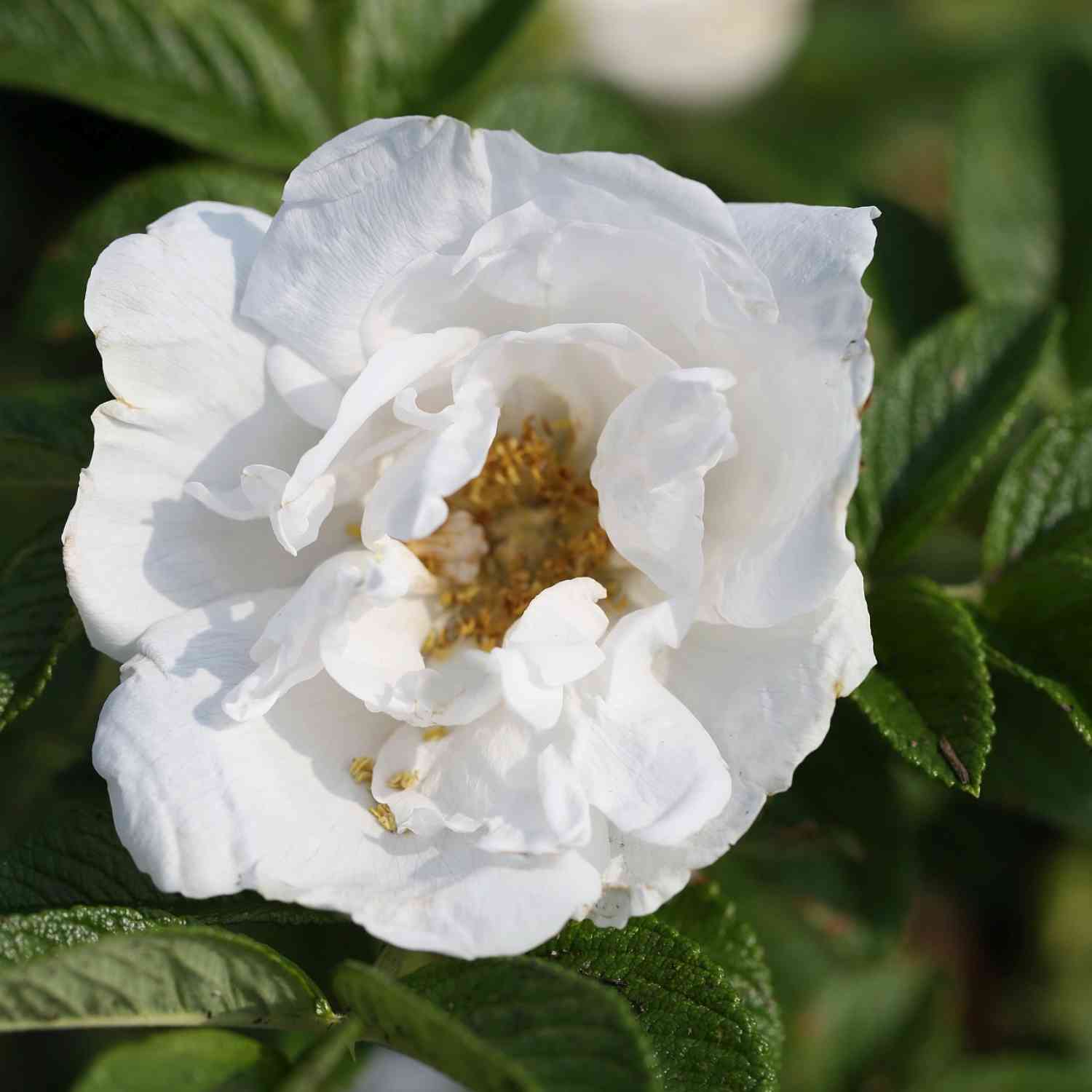 Hagebutte 'Alba' - Syltrose weiß