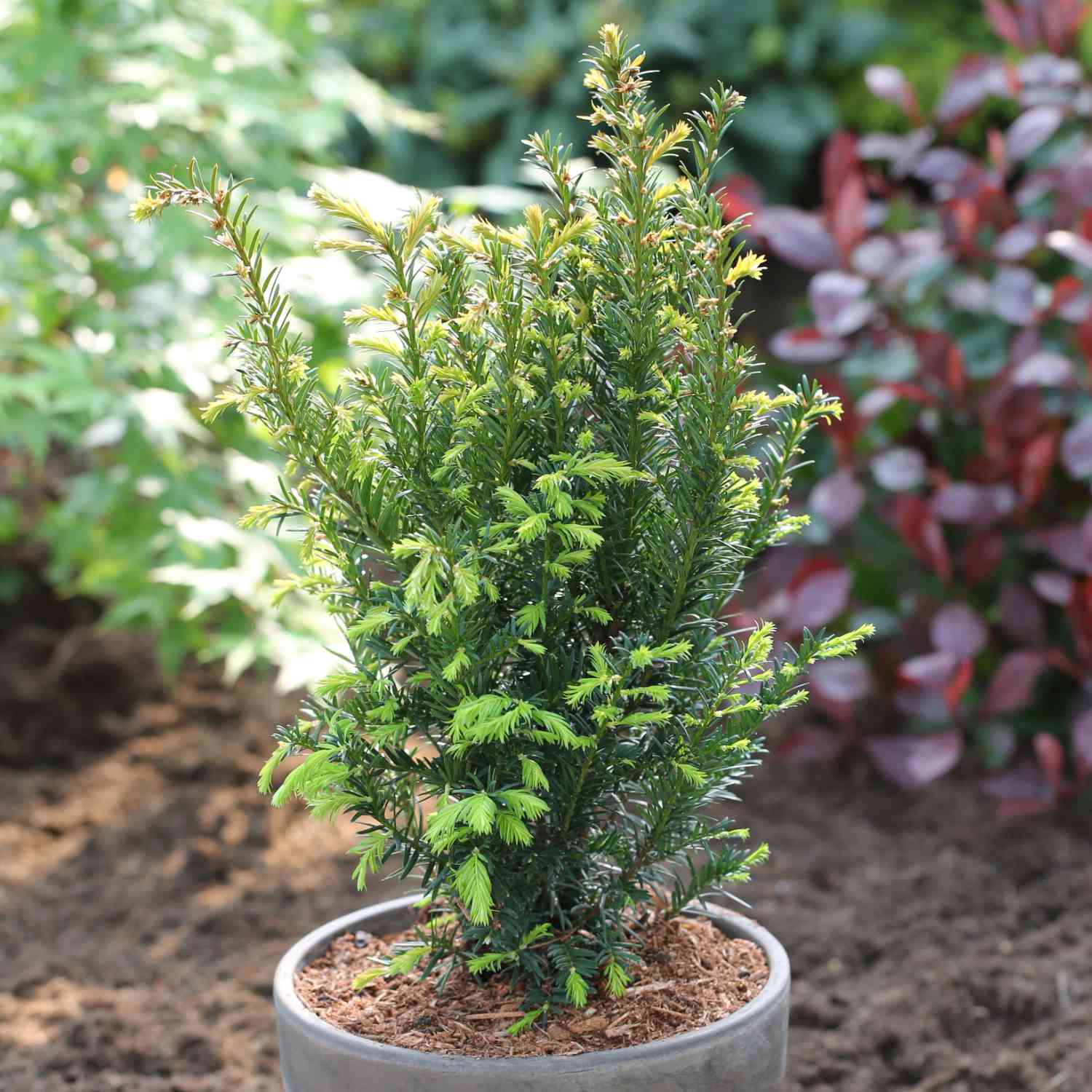 Europäische Eibe Europäische Eibe