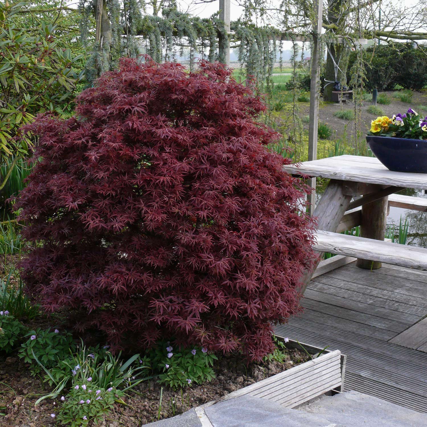 Roter Zwergahorn 'Shaina' 3 Liter Container, 25 - 30 cm Liefergröße: 25 - 30 cm