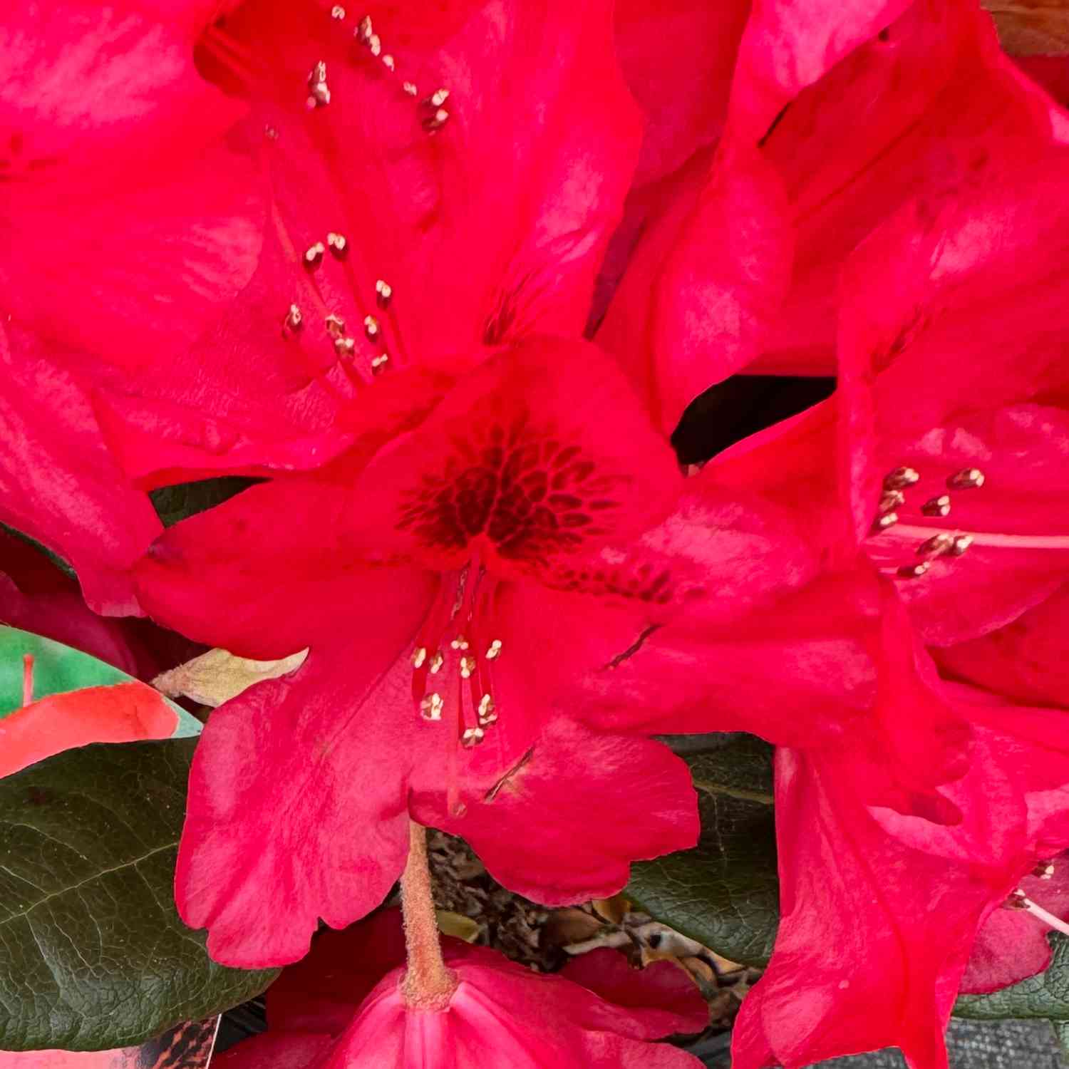 Wild-Rhododendron 'Scarlet Wonder' Wild-Rhododendron 'Scarlet Wonder'