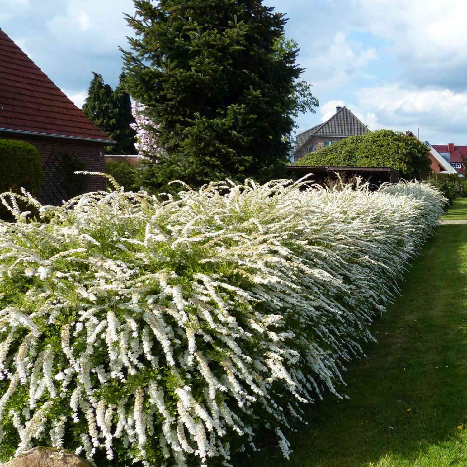 Weiße Rispenspiere 'Grefsheim'