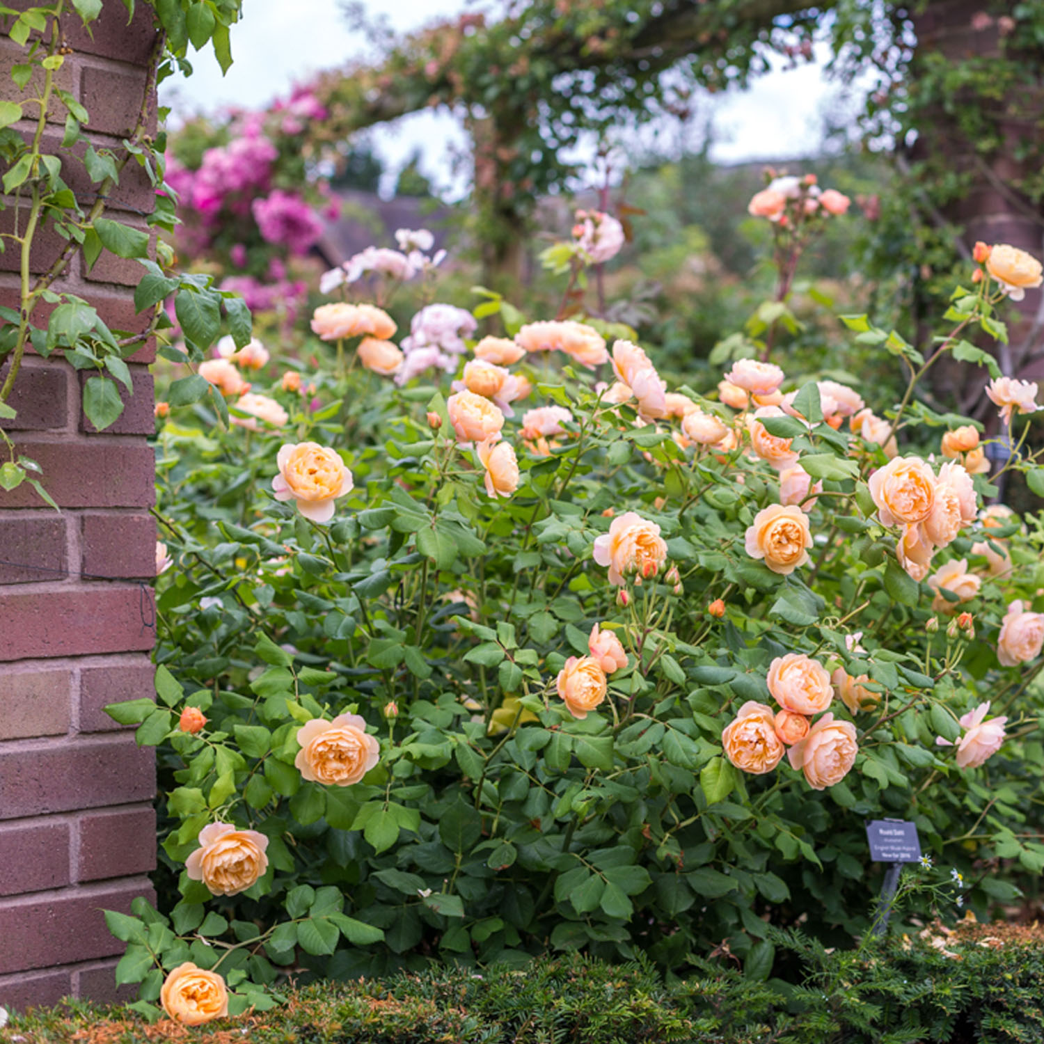 David Austin-Rose 'Roald Dahl®', 5 Liter, A-Qualität, 3 starke Triebe Liefergröße: drei starke Triebe