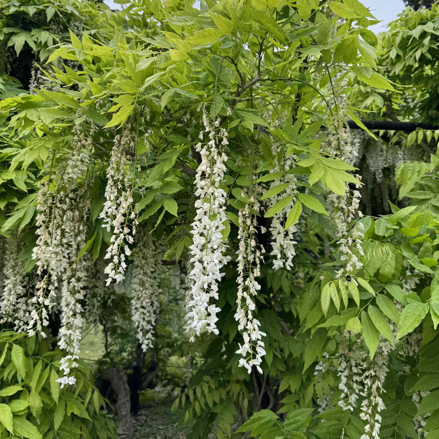 Weißregen- Weißer Chinesicher Blauregen Liefergröße: 60 - 100 cm