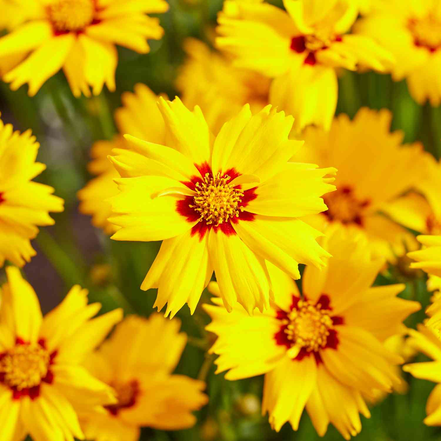 Großblumiges Mädchenauge 'Solar Mellow'
