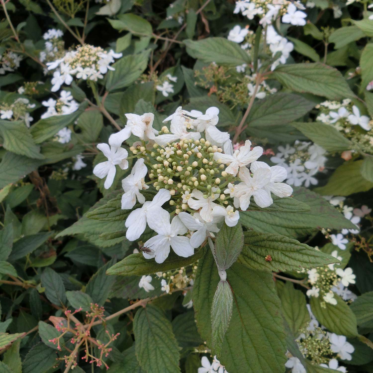 Japanischer Schneeball 'Summer Snowflake' Japanischer Schneeball 'Summer Snowflake'