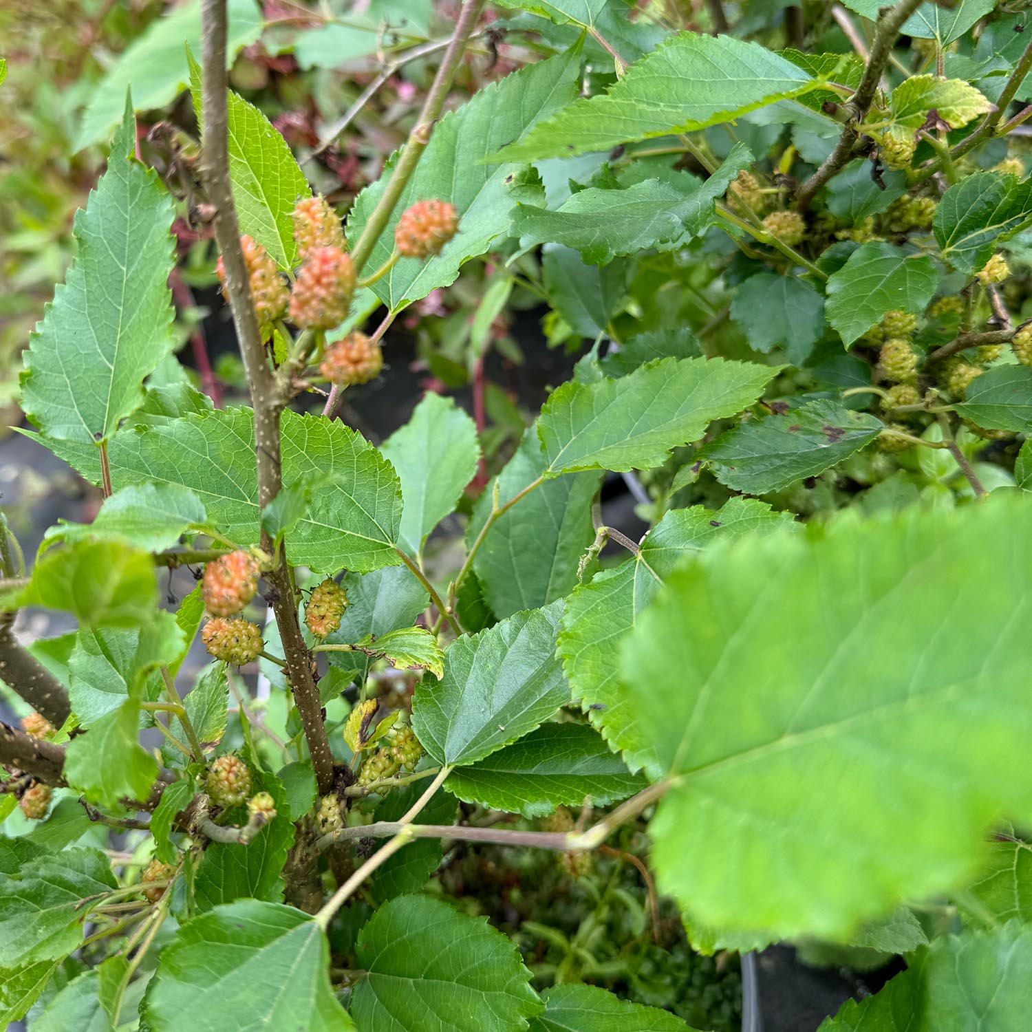 Maulbeere 'Bombyx® Sisiphus Everbearing' Maulbeere 'Bombyx® Sisiphus Everbearing'