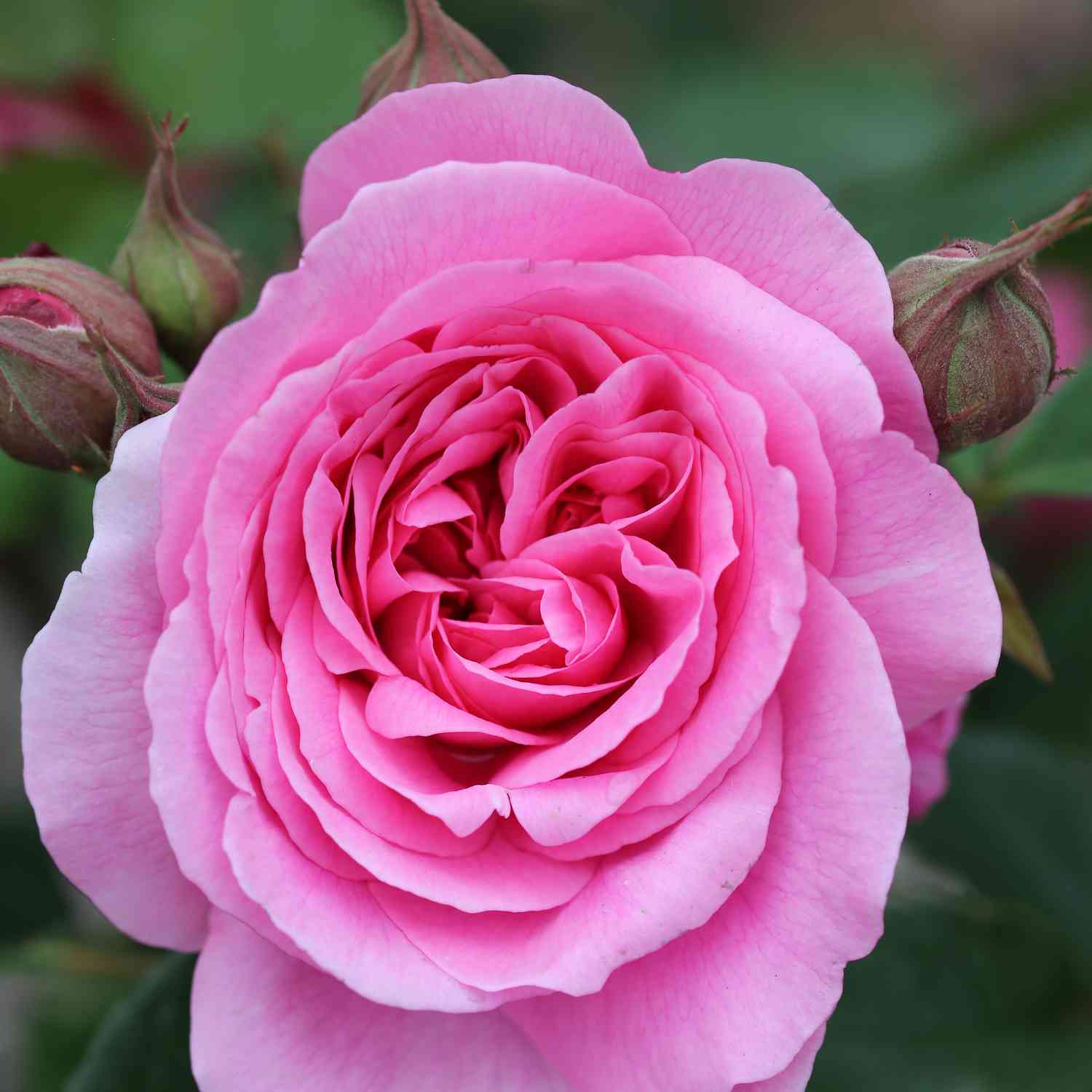 David Austin-Rose 'Gertrude Jekyll®' - AGM-Rose