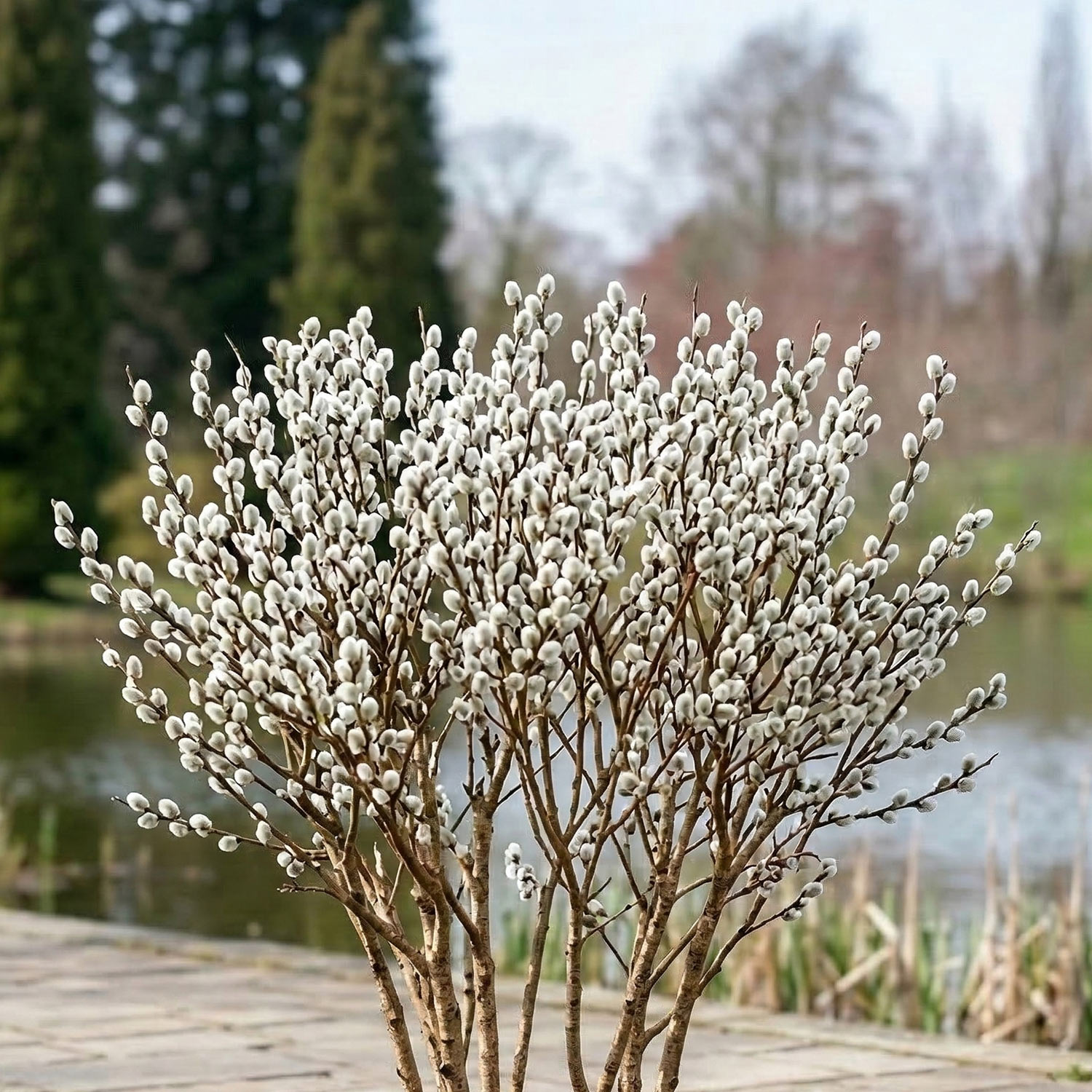 Kategorie <b>Produkt nicht gewünscht </b> - Zwerg-Kätzchenweide Liefergröße: 30 - 40 cm - Salix wehrhahnii