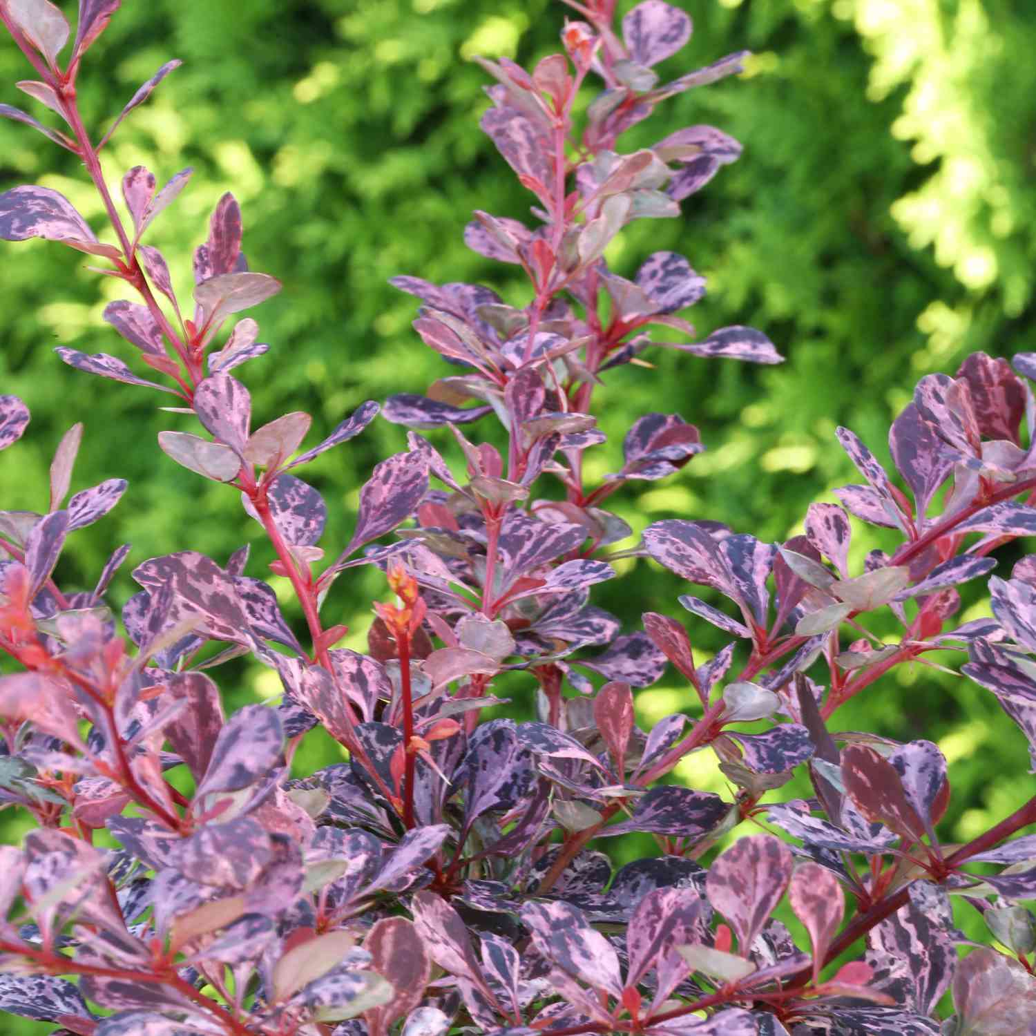 Berberitze 'Rose Glow'