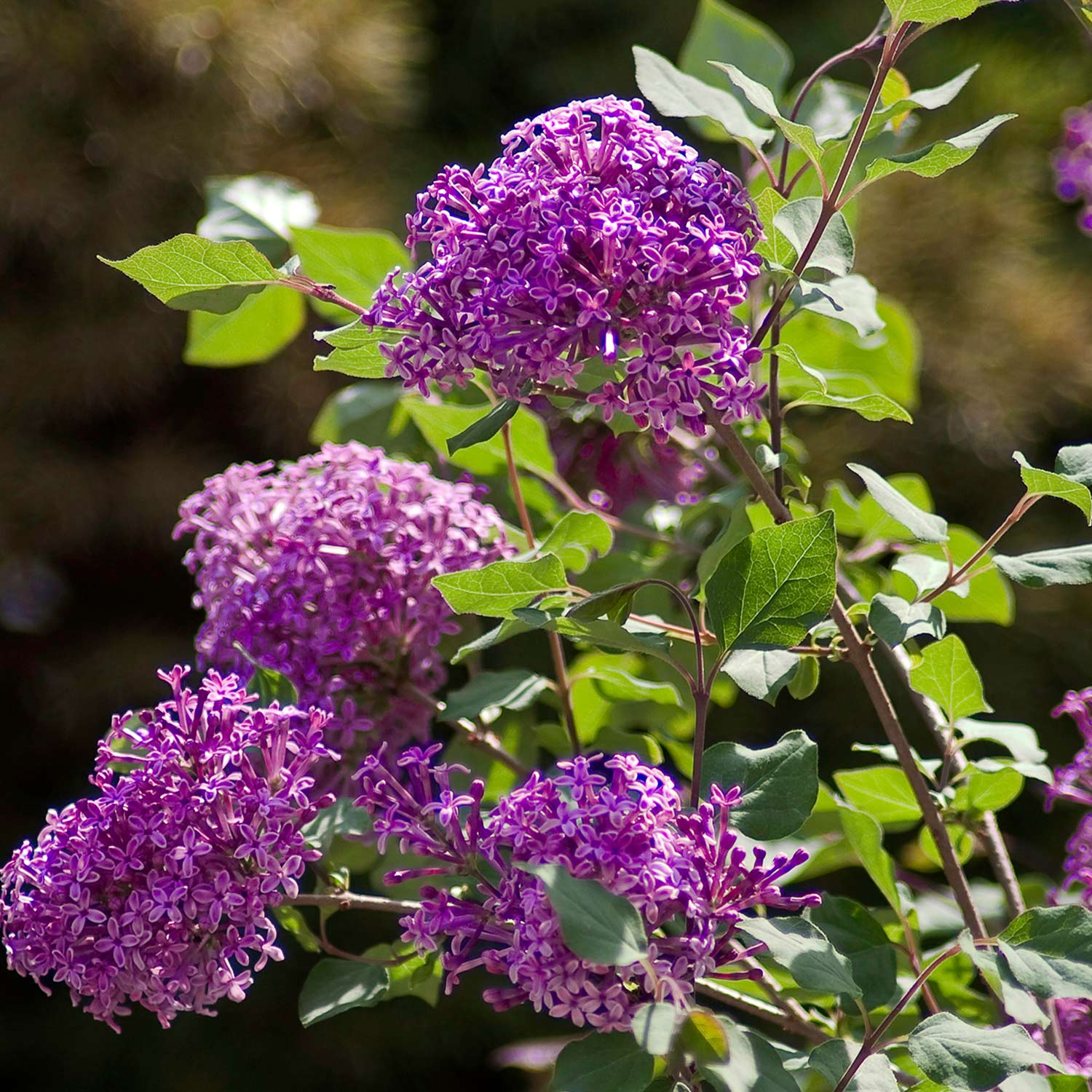 Edelflieder 'Bloomerang® Dark Purple' 3 Liter Container, 30 - 40 cm Liefergröße: 40 - 60 cm