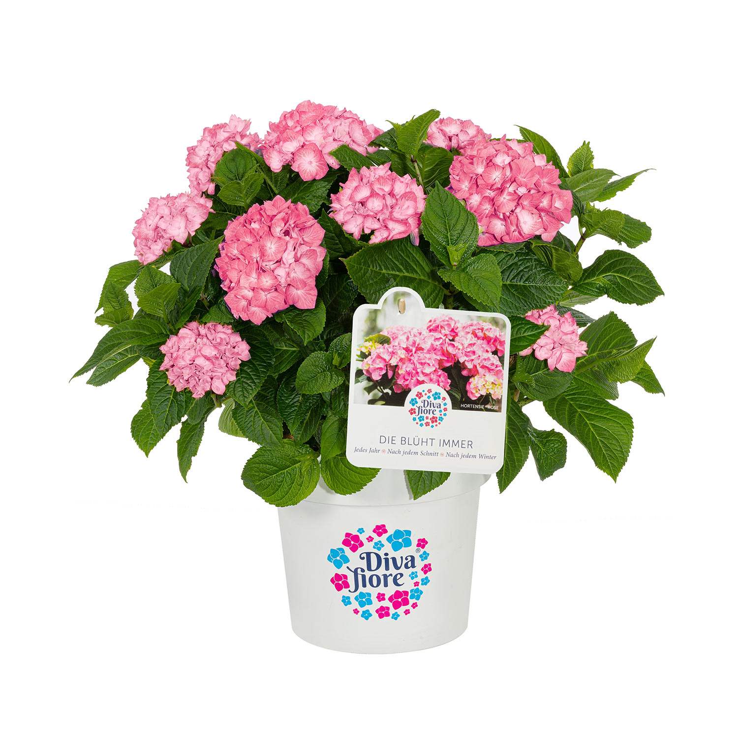 Ballhortensie 'Diva fiore' ® rosa