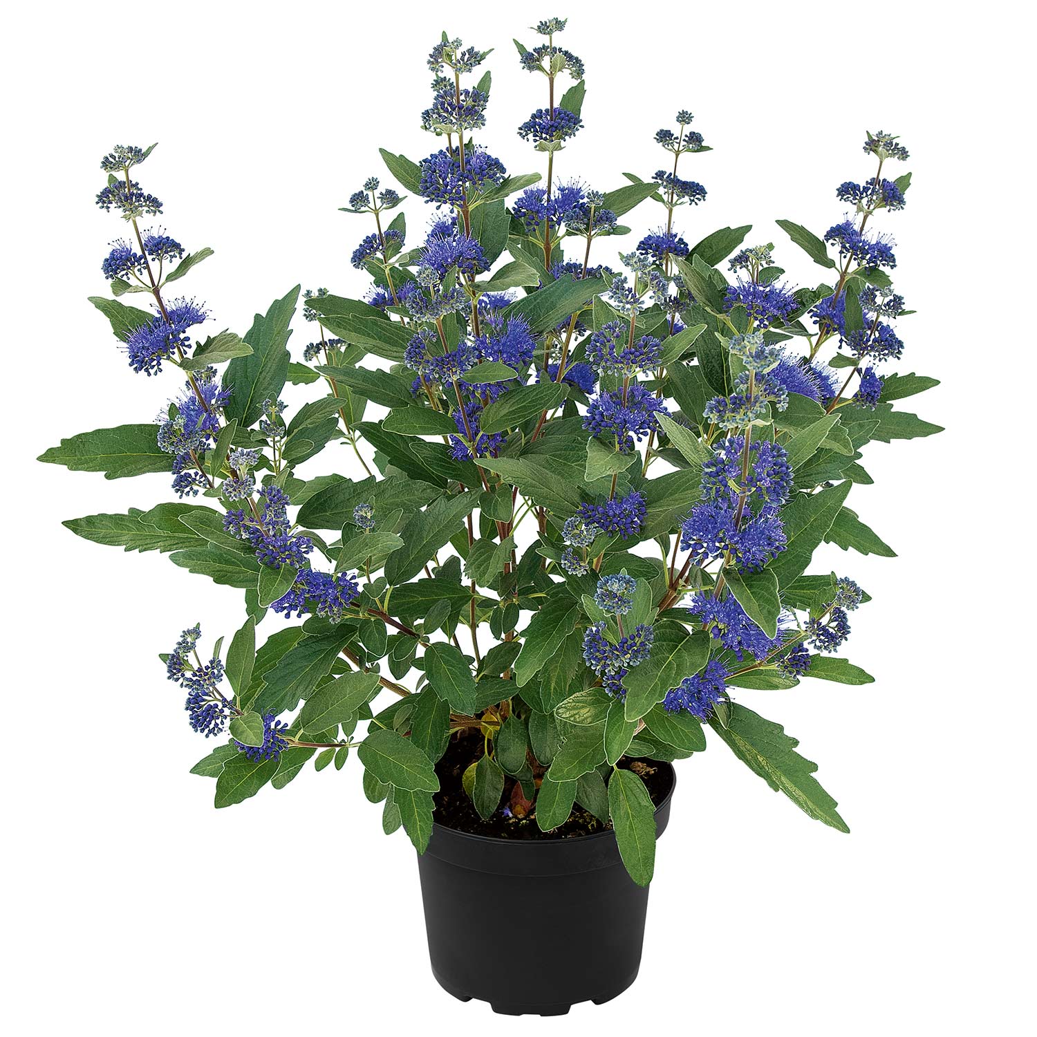 Bartblume 'Blue Knight' ® Liefergröße: 30 - 40 cm