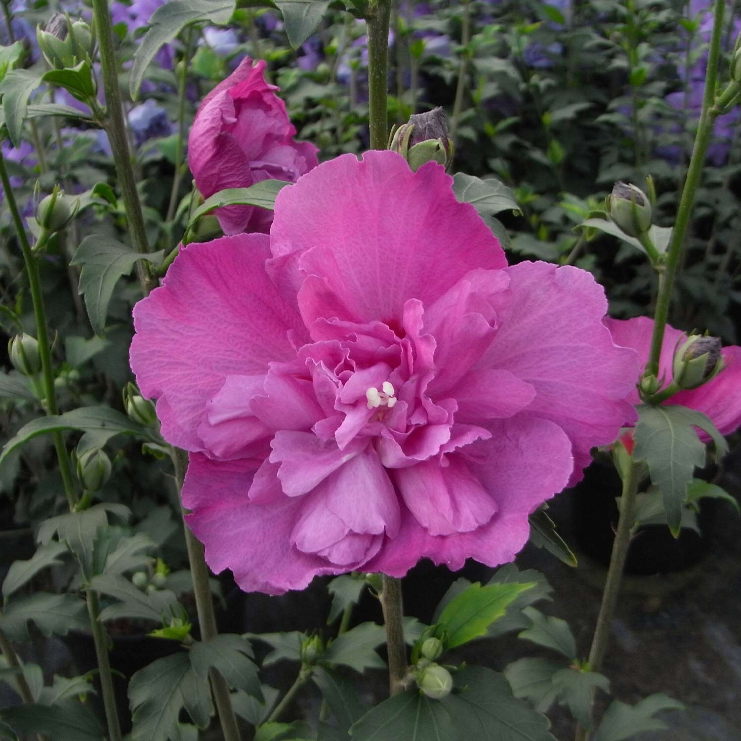 Kategorie <b>Blütensträucher und Ziergehölze </b> - Garteneibisch / Hibiskus 'Duc de Brabant' Liefergröße: 40-60 cm - Hibiscus syriacus Duc de Brabant
