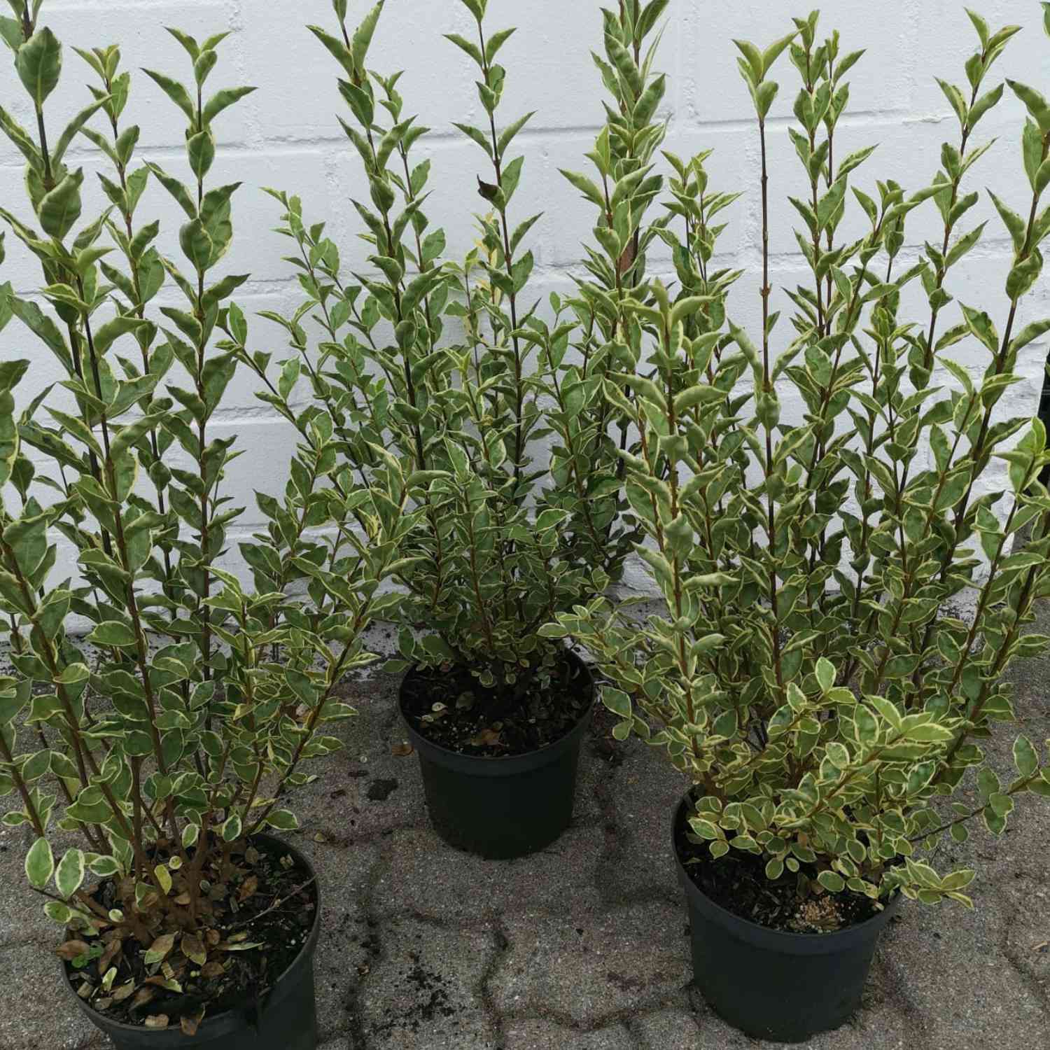 Weißgerandeter Liguster 'Argenteum'