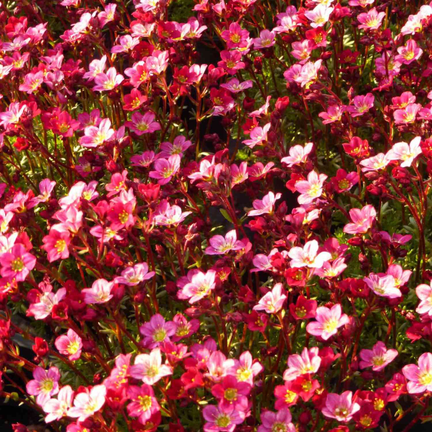 Moos-Steinbrech 'Peter Pan' Moos-Steinbrech 'Peter Pan'