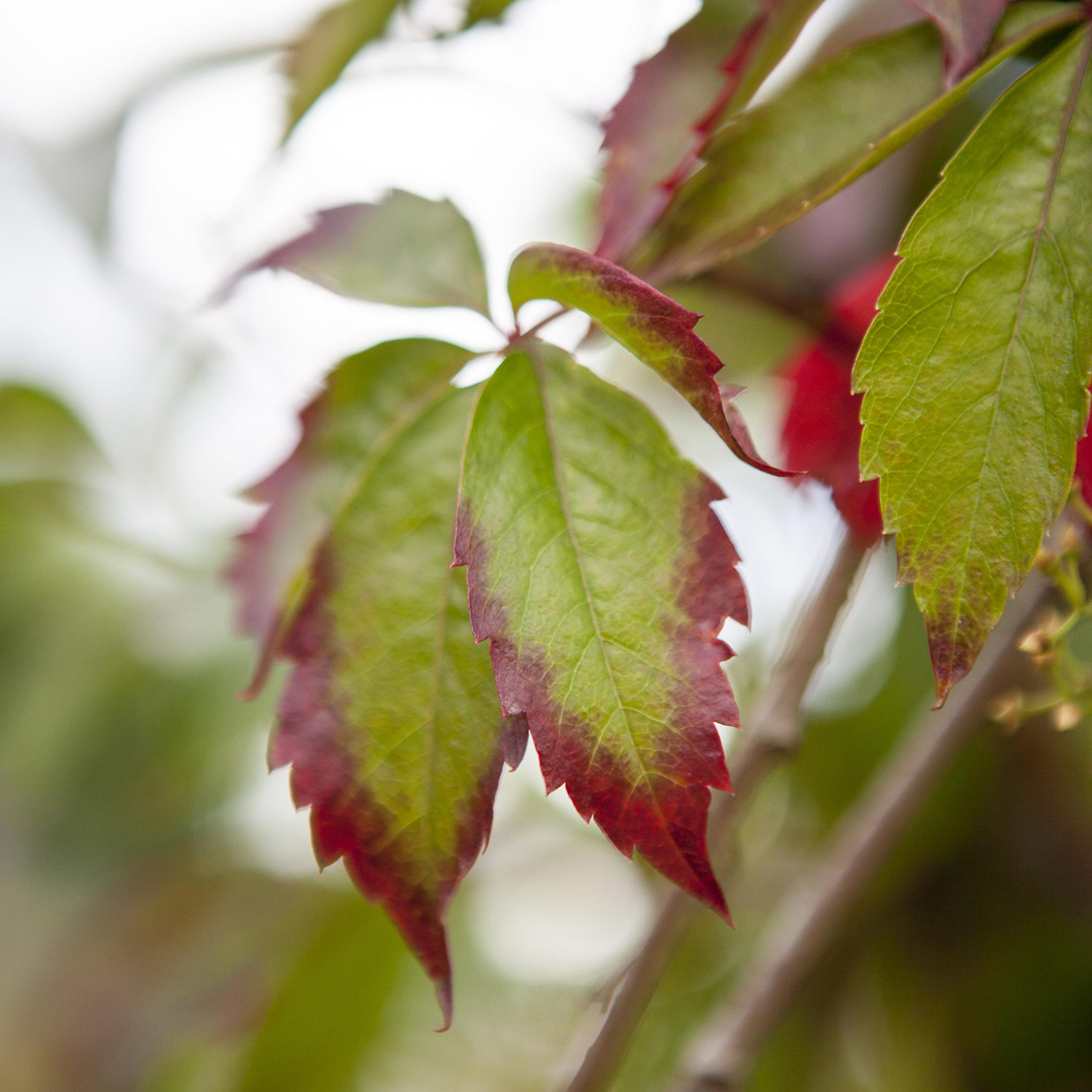 5-Fach gelappter Wilder Wein