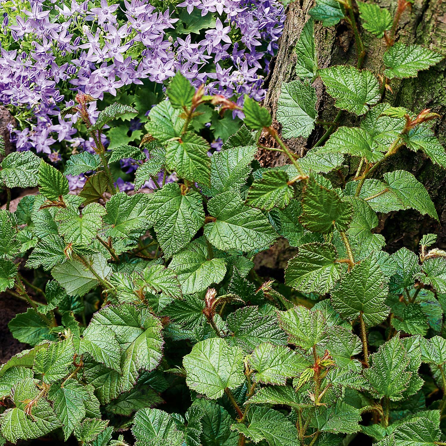 Beeren - Chinesische Brombeere Lieferform: Im 9 cm Topf - Rubus tricolor