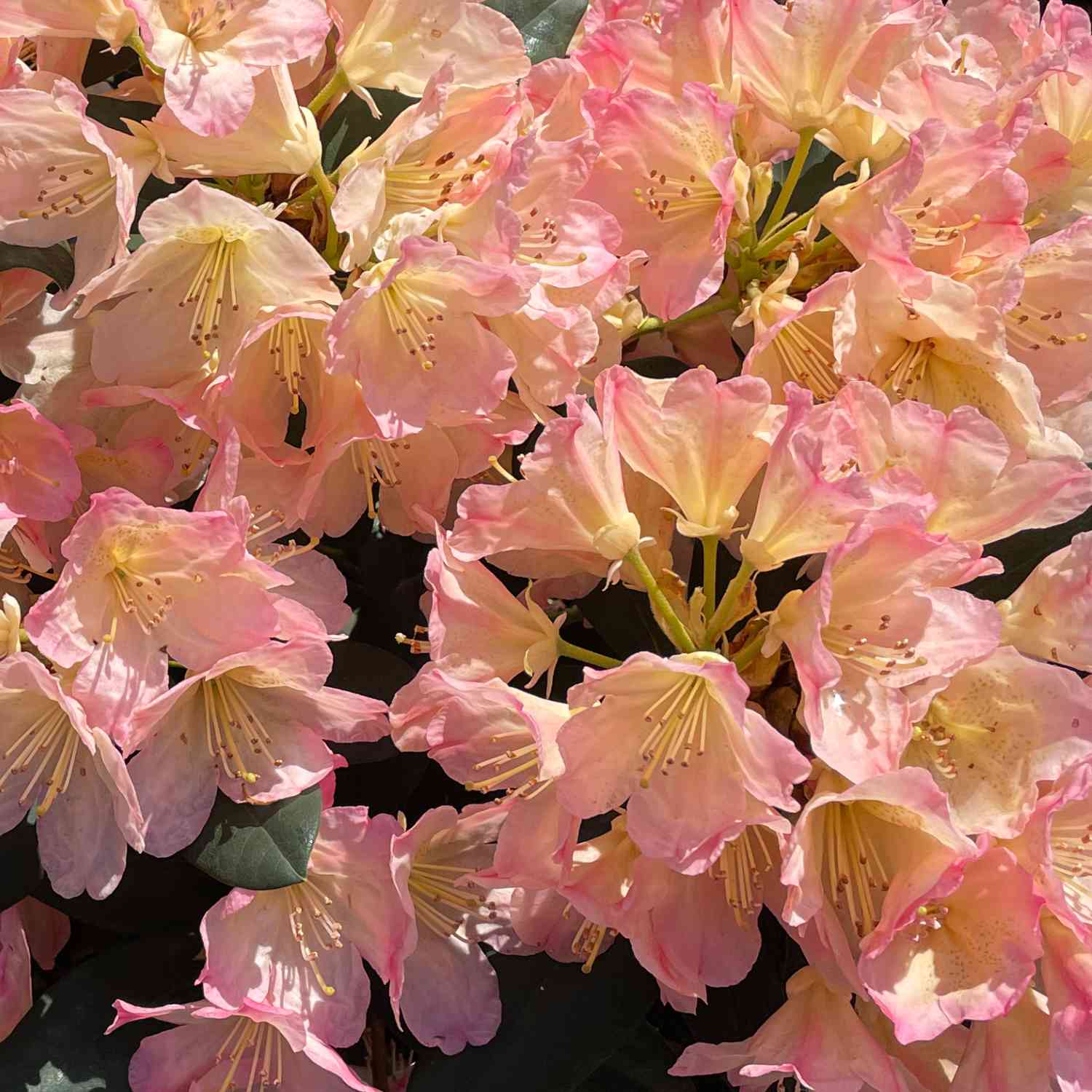 Rhododendron 'Brasilia®' Rhododendron 'Brasilia®'