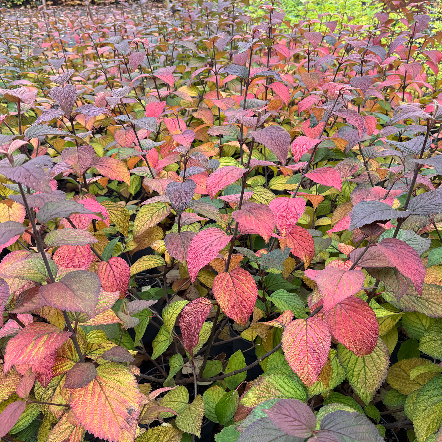 Japanischer Schneeball 'Opening Day®'