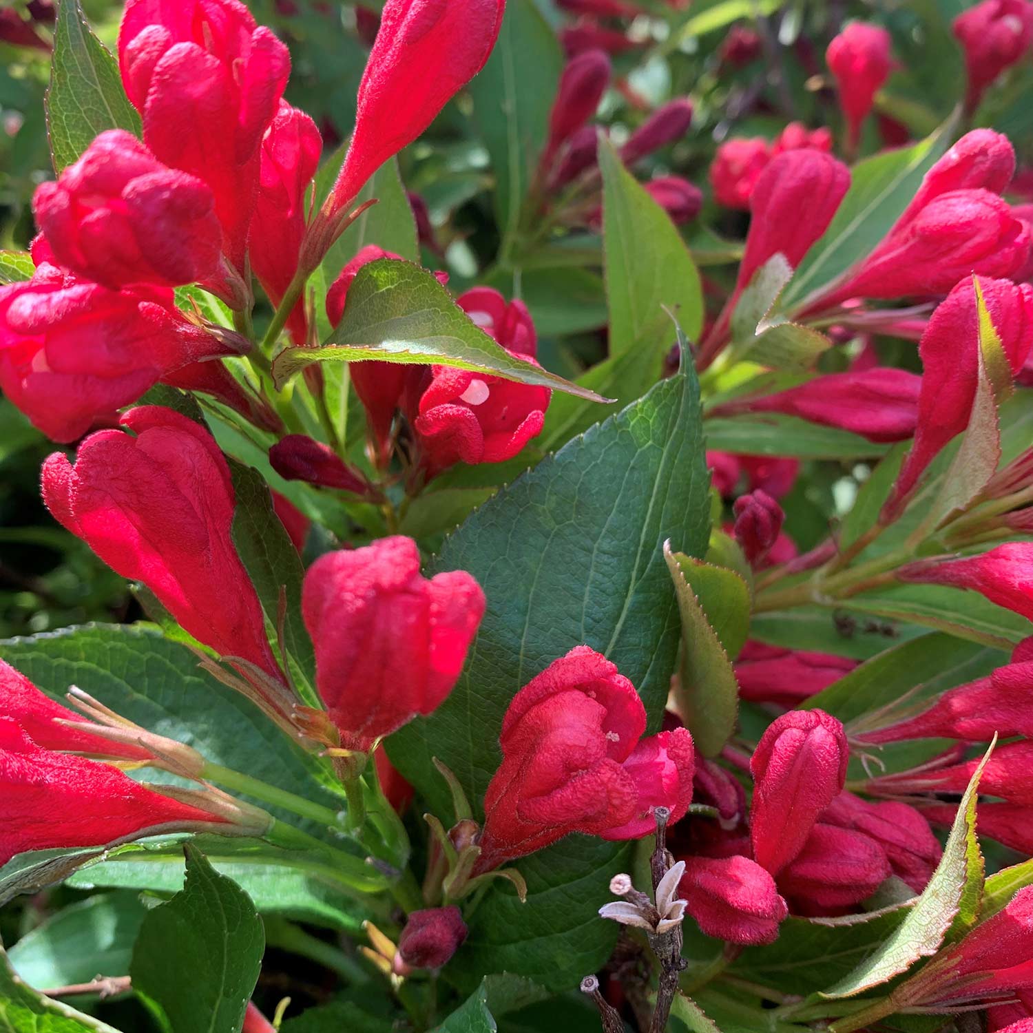 Zwerg-Weigelie 'All Summer Red'