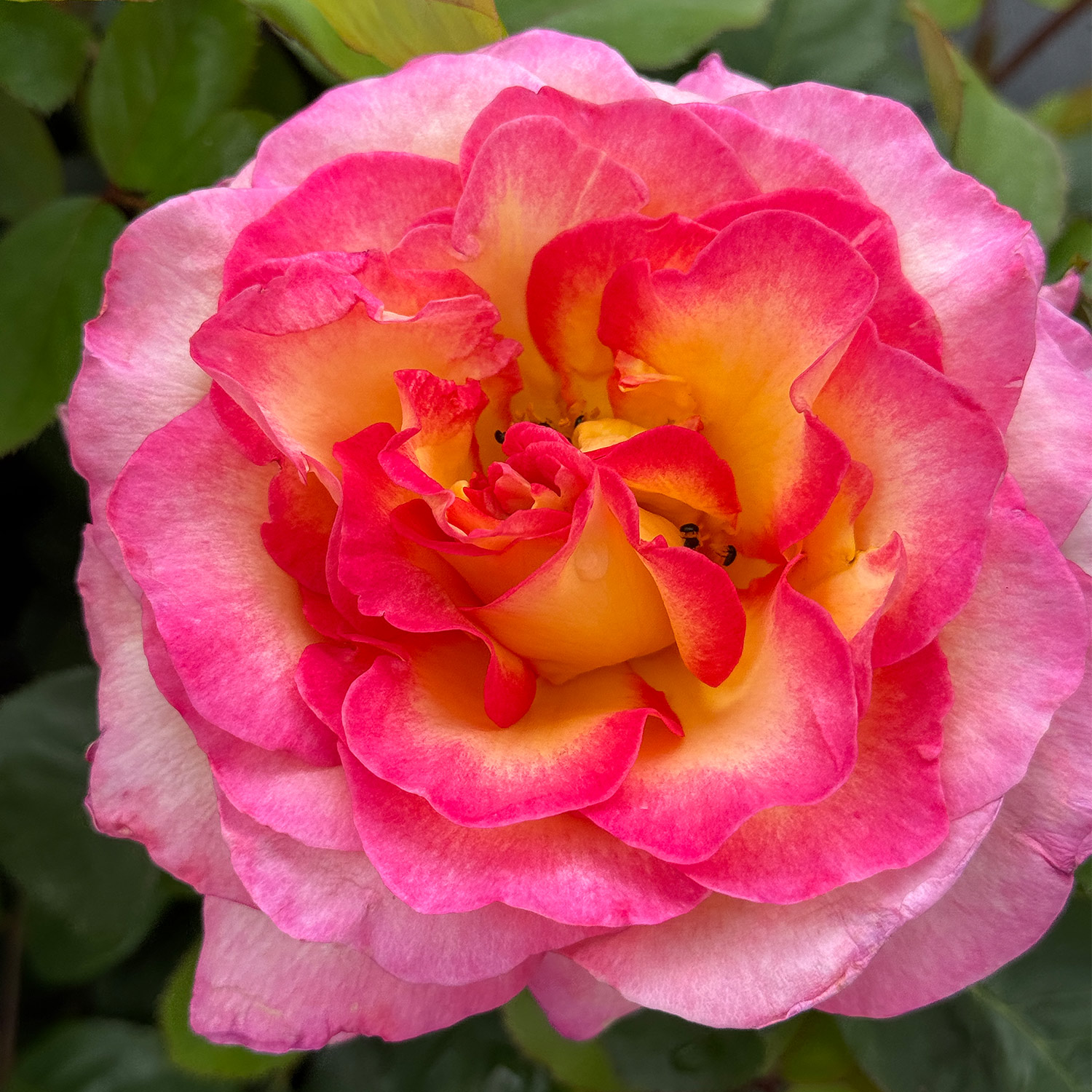 Duftrosen - Edelrose 'Gorgeous®' 5 Liter Topf Lieferform: Im 5 Liter Topf - Rosa 'Gorgeous'