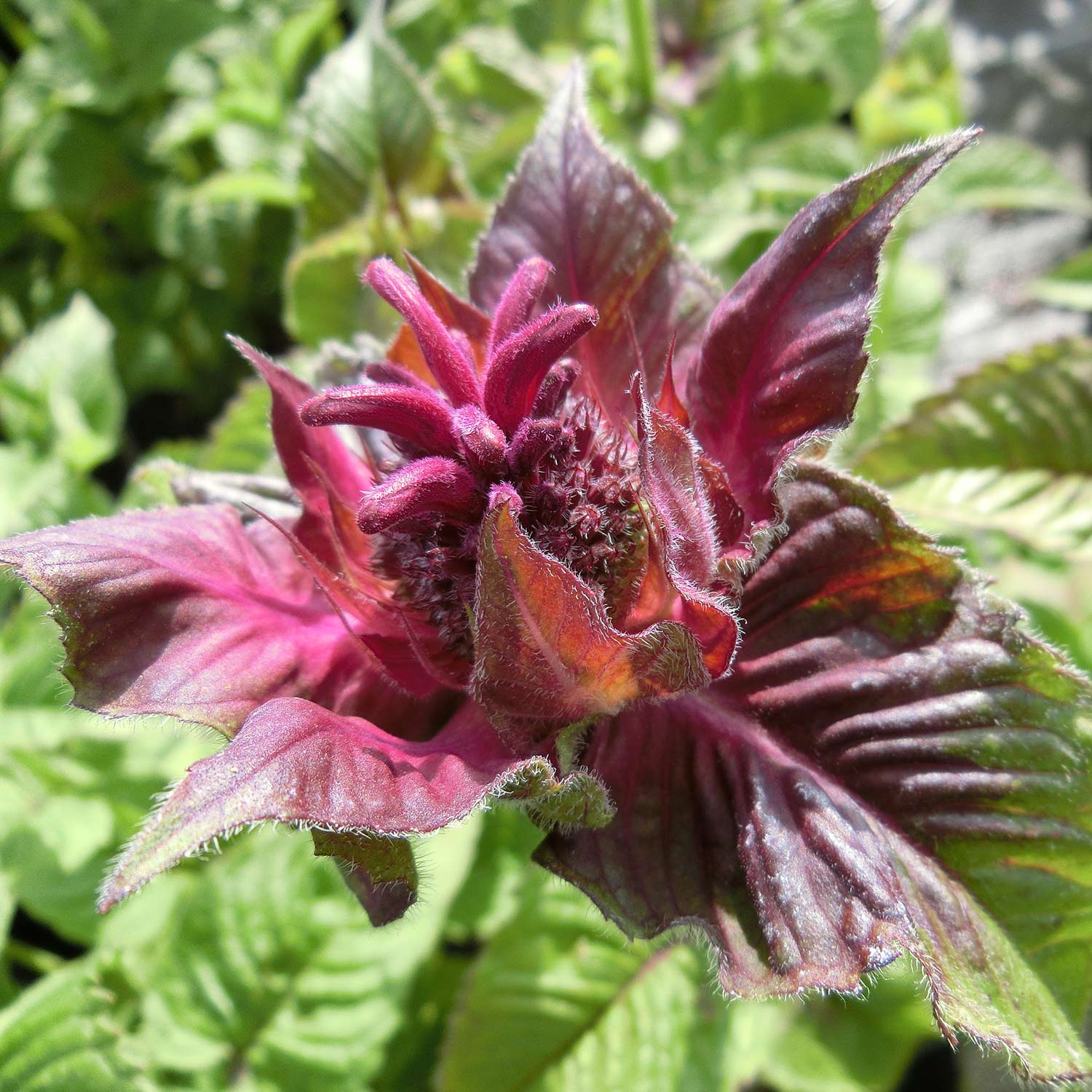 Kategorie <b>Stauden </b> - Indianernessel 'Fireball' Lieferform: Im 3 Liter Topf - Monarda fistulosa 'Fireball'