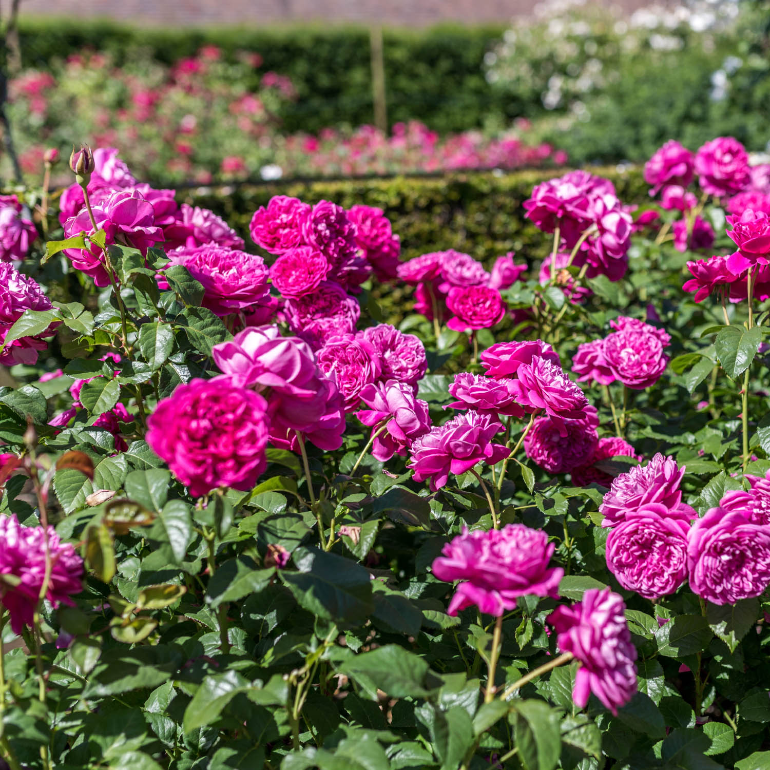 David Austin-Rose 'James L. Austin®', 5 Liter, 3 starke Triebe, A-Qualität Liefergröße: 3 starke Triebe, A-Qualität