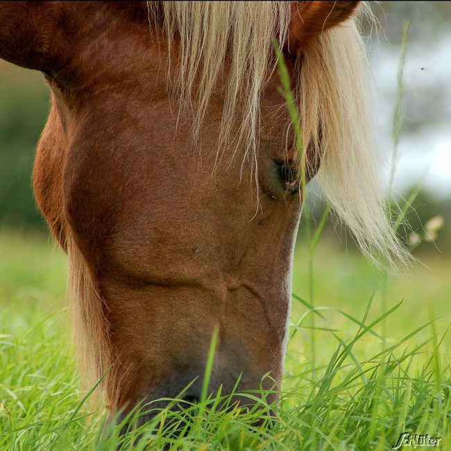 RUDLOFF-EQUITANA® Kräutermischung für Pferde Lieferform: Portionssaatgut