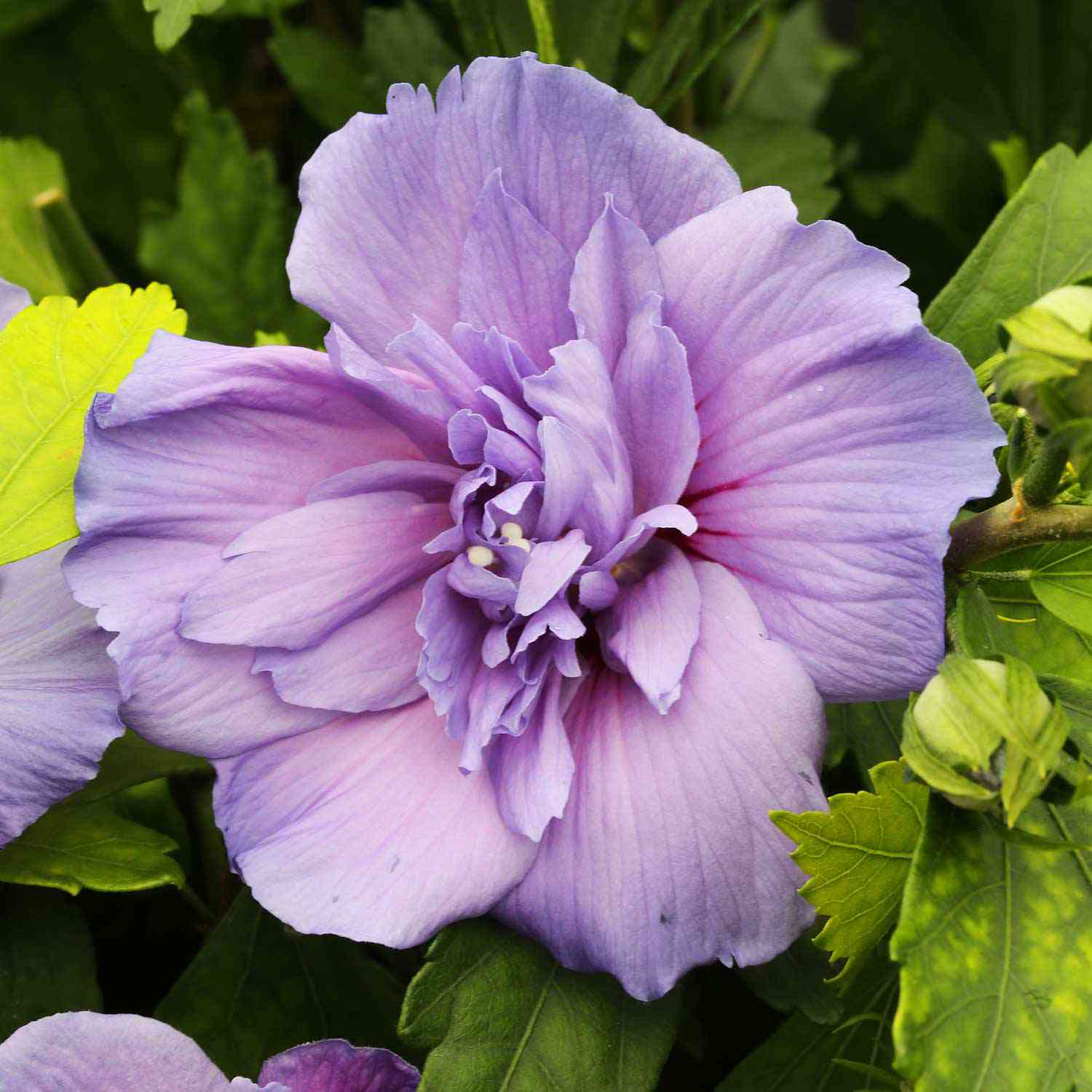 Garteneibisch 'Blue Chiffon'