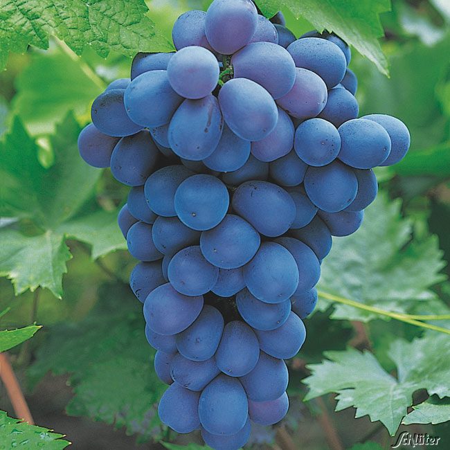 Weintraube 'Muscat bleu' C 2 Liefergröße: 40 - 60 cm