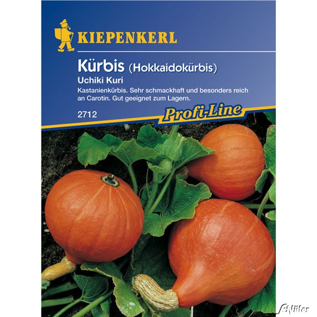 Hokkaido-Speisekürbis 'Uchiki Kuri' Lieferform: Portionssaatgut