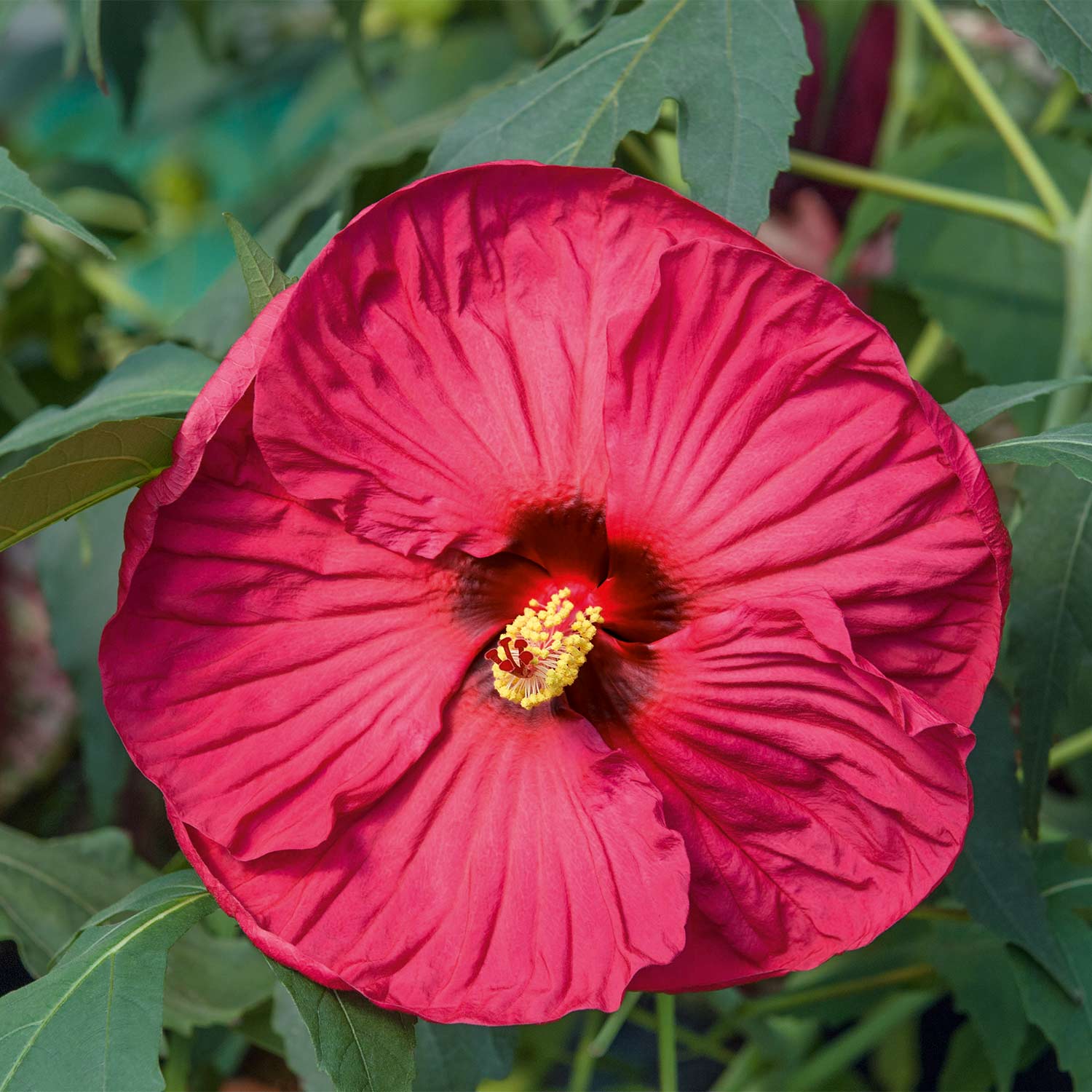Riesenblütiger Hibiskus 'Summerific Summer in Paradise®' Liefergröße: 40 - 60 cm