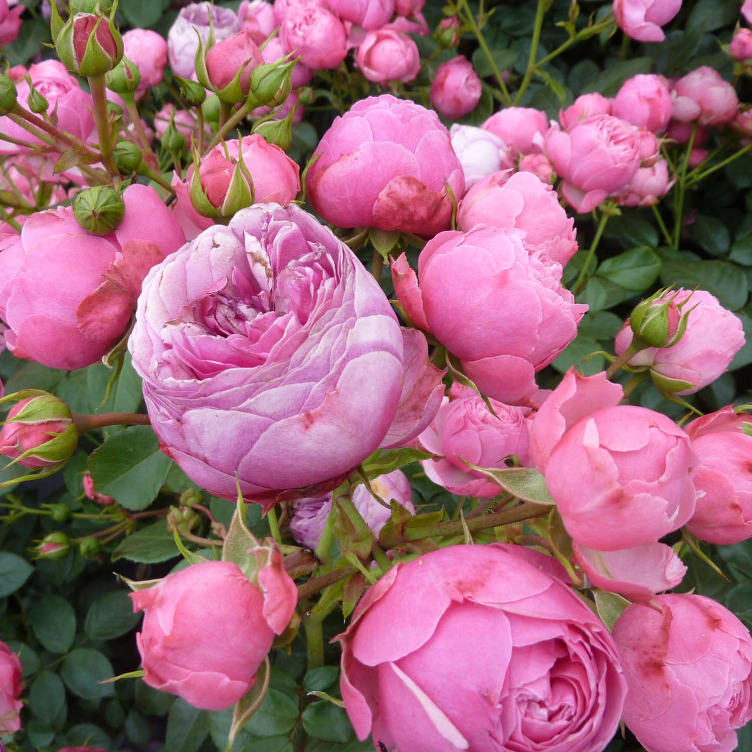 Nostalgische Rose 'Pomponella®' - ADR-Rose Wz Lieferform: wurzelnackte Pflanze in A-Qualität, mindestens 3 Triebe