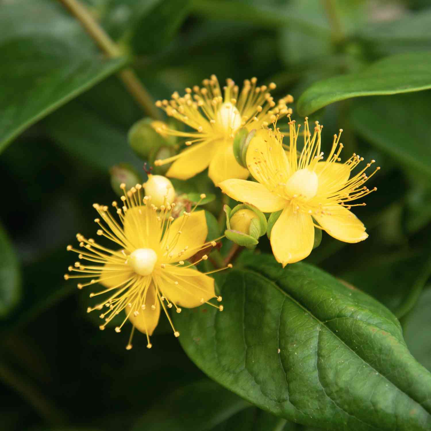 Johanniskraut 'Magical Beauty®'