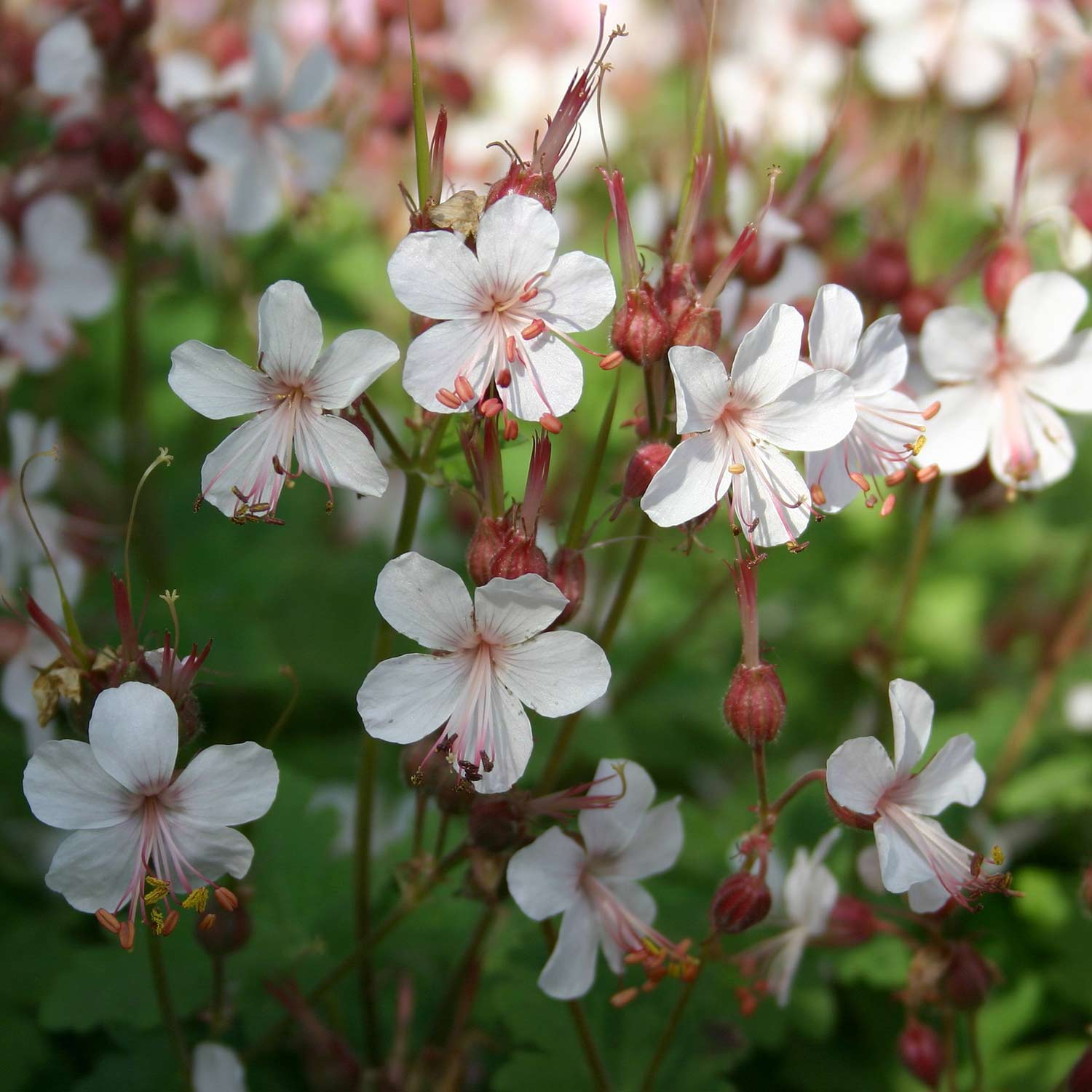 Storchschnabel 'Spessart' Lieferform: Im Topf