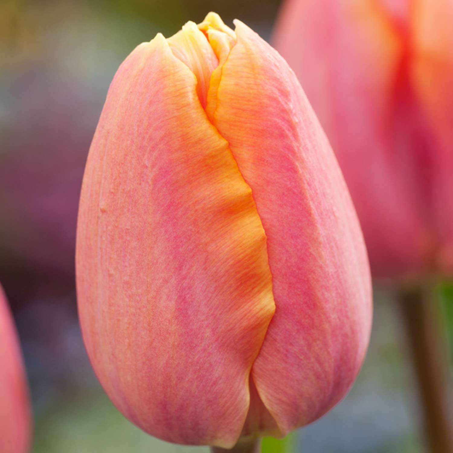 Einfache frühe Tulpe 'Apricot Favourite' - 7 Stück Liefergröße: Zwiebelgröße 11/12