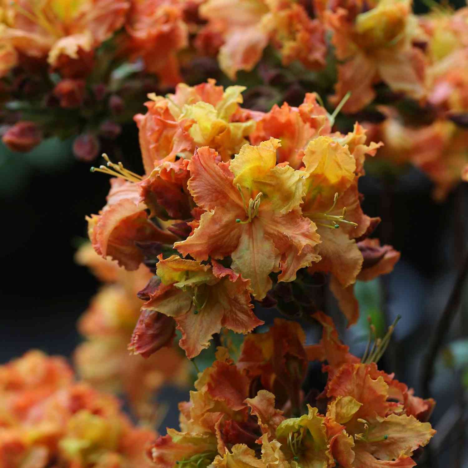 Duftazalee 'Gibraltar'