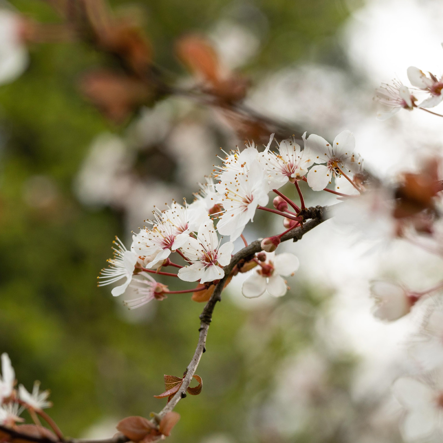 Blutpflaume 'Trailblazer'