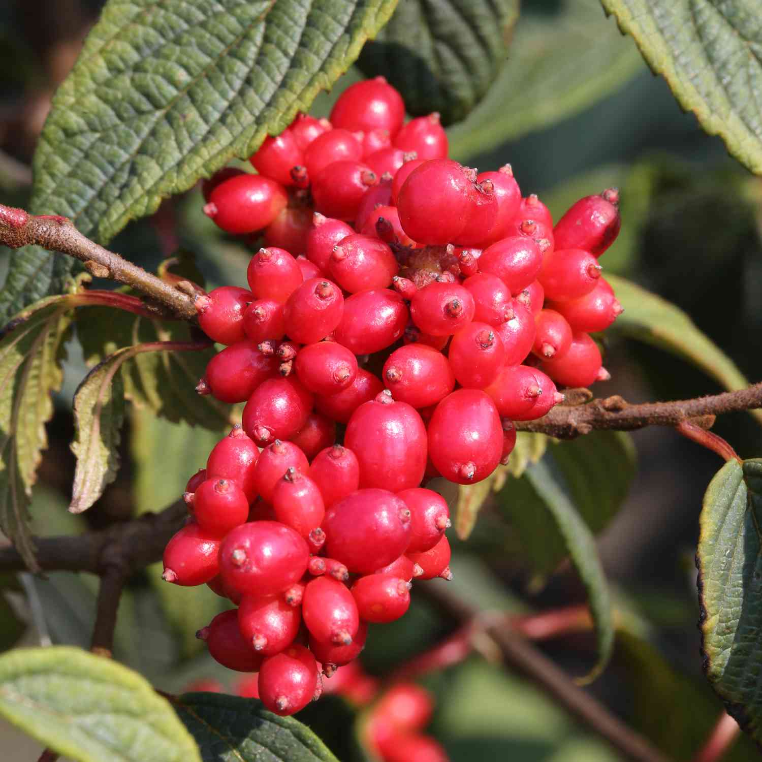 Pyramiden-Schneeball 'Kilimandjaro' Pyramiden-Schneeball 'Kilimandjaro'