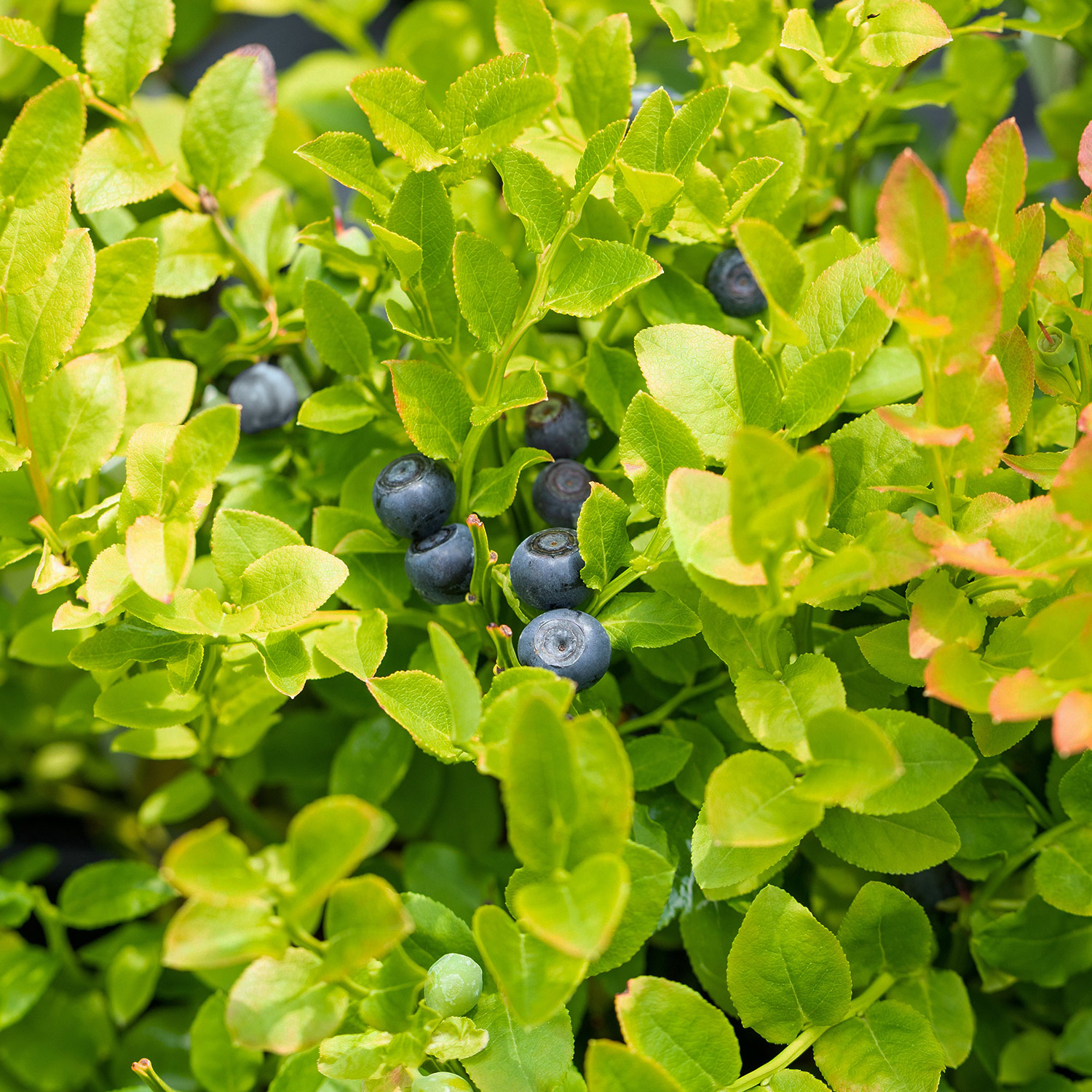 Waldheidelbeere | Blaubeere