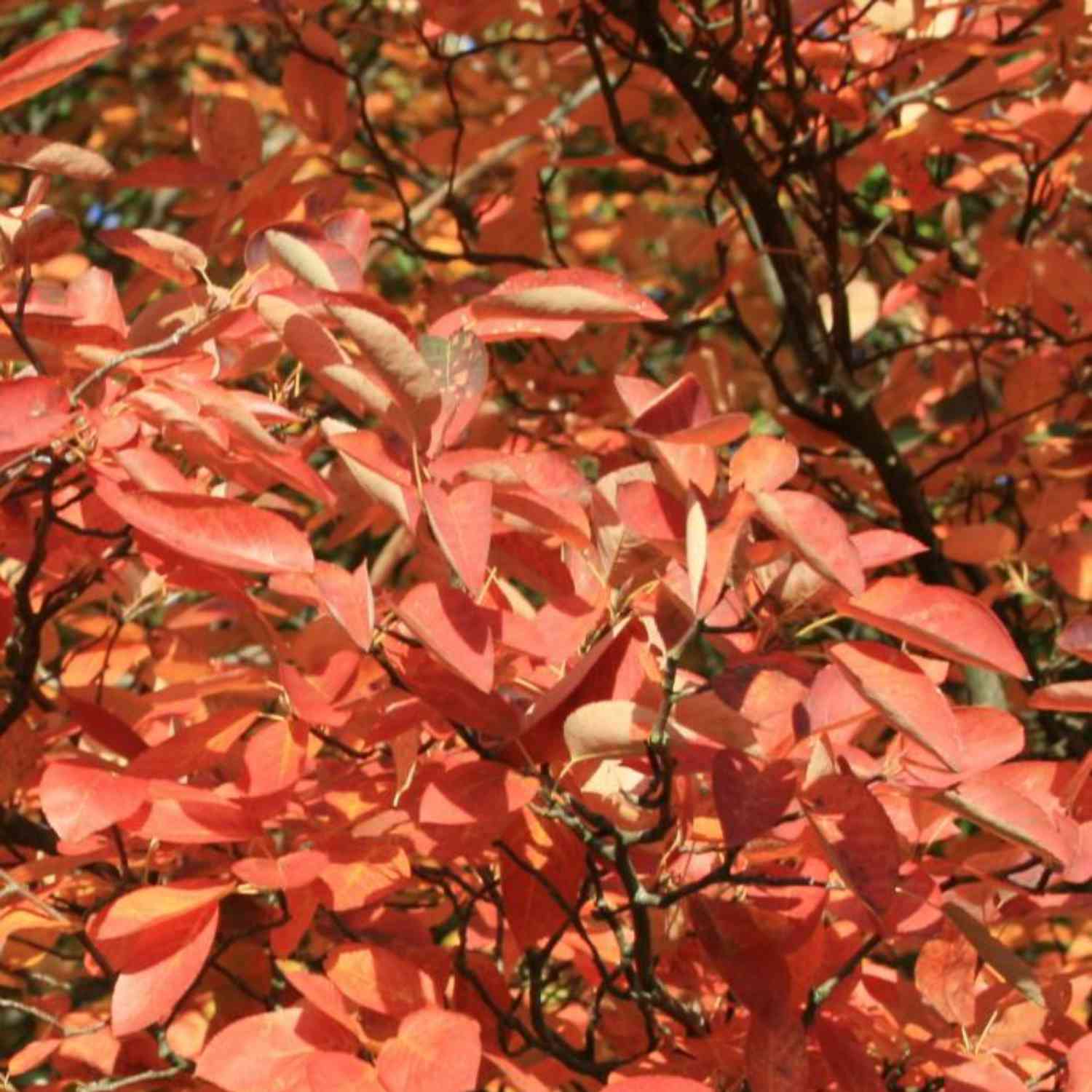 Kupfer-Felsenbirne Kupfer-Felsenbirne