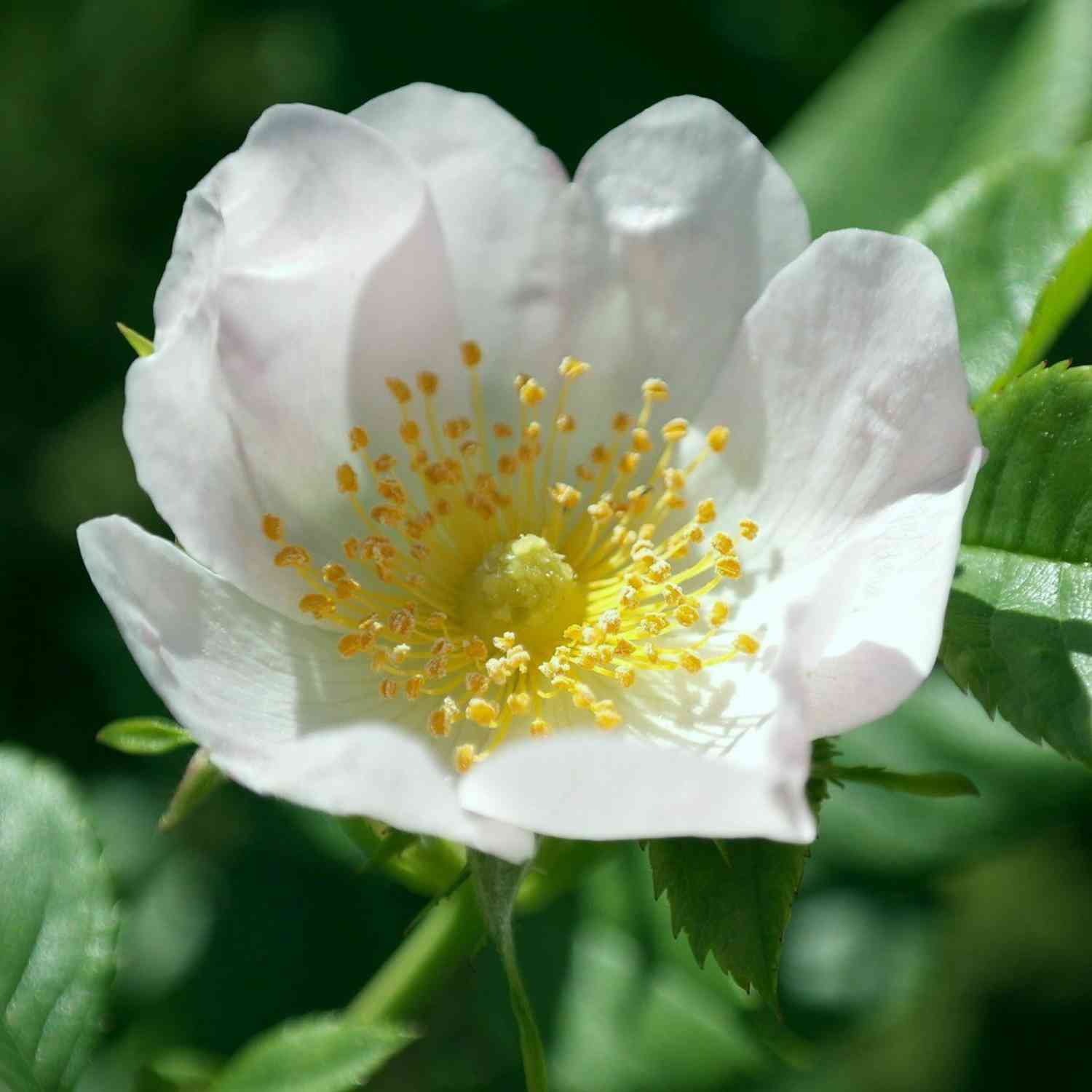 Büschelrose