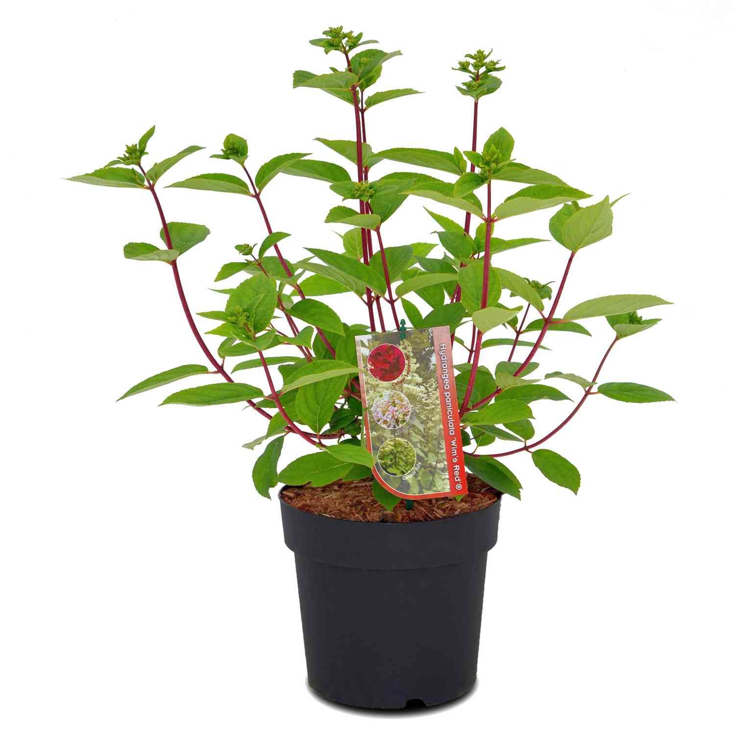Rispenhortensie 'Wim's Red®'