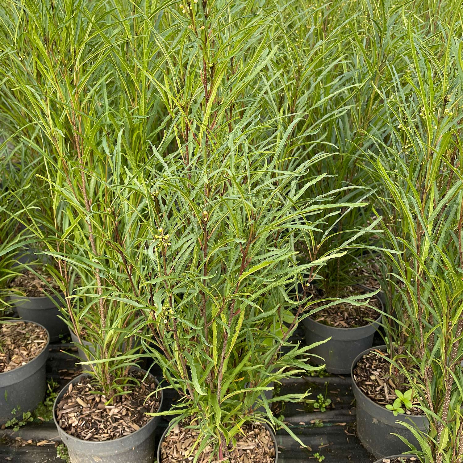 Farnblättriger Säulen-Faulbaum 'Fine Line®', 3 Liter, 40 - 60 cm Liefergröße: 40 - 60 cm