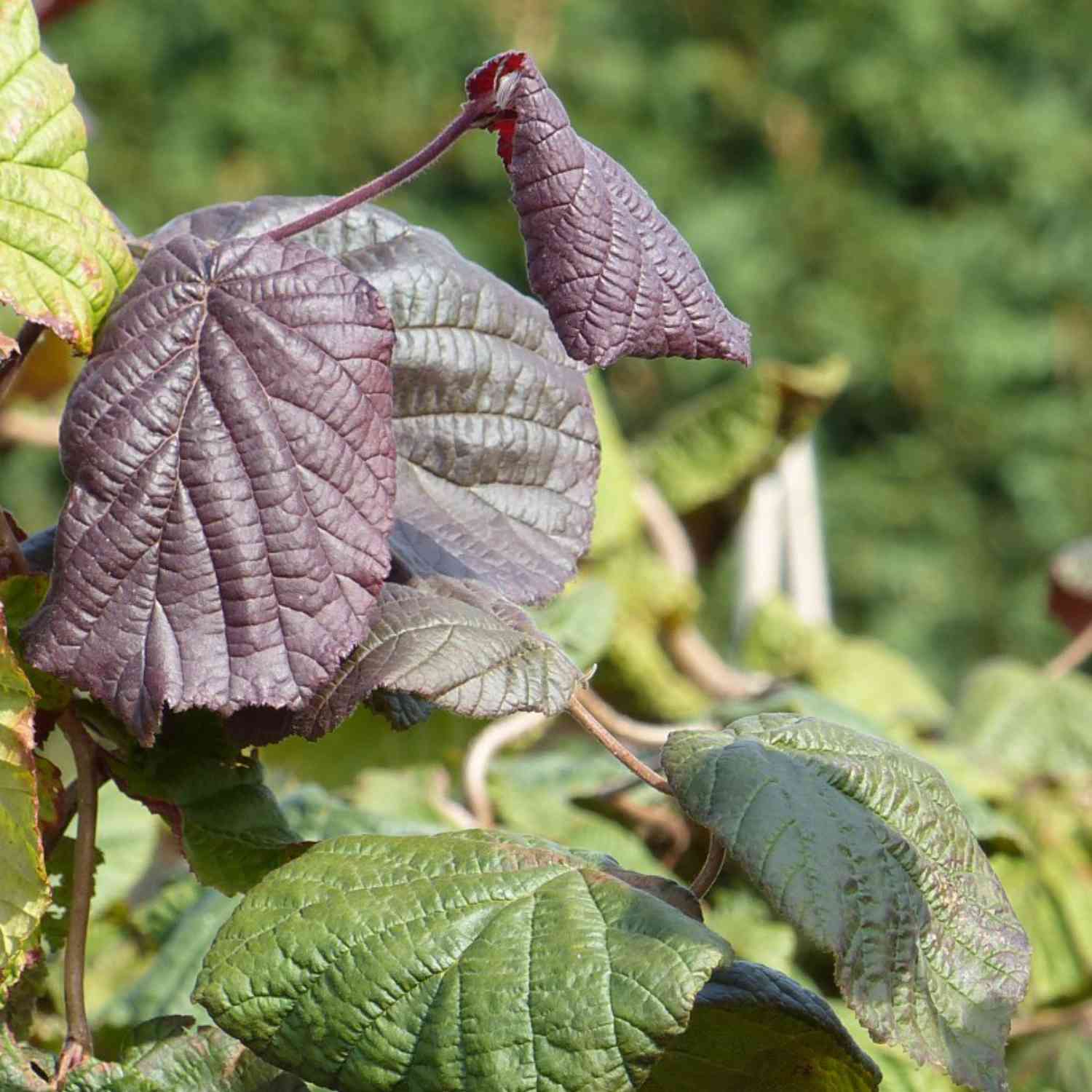 Rote Korkenzieherhaselnuss 'Red Majestic' Rote Korkenzieherhaselnuss 'Red Majestic'