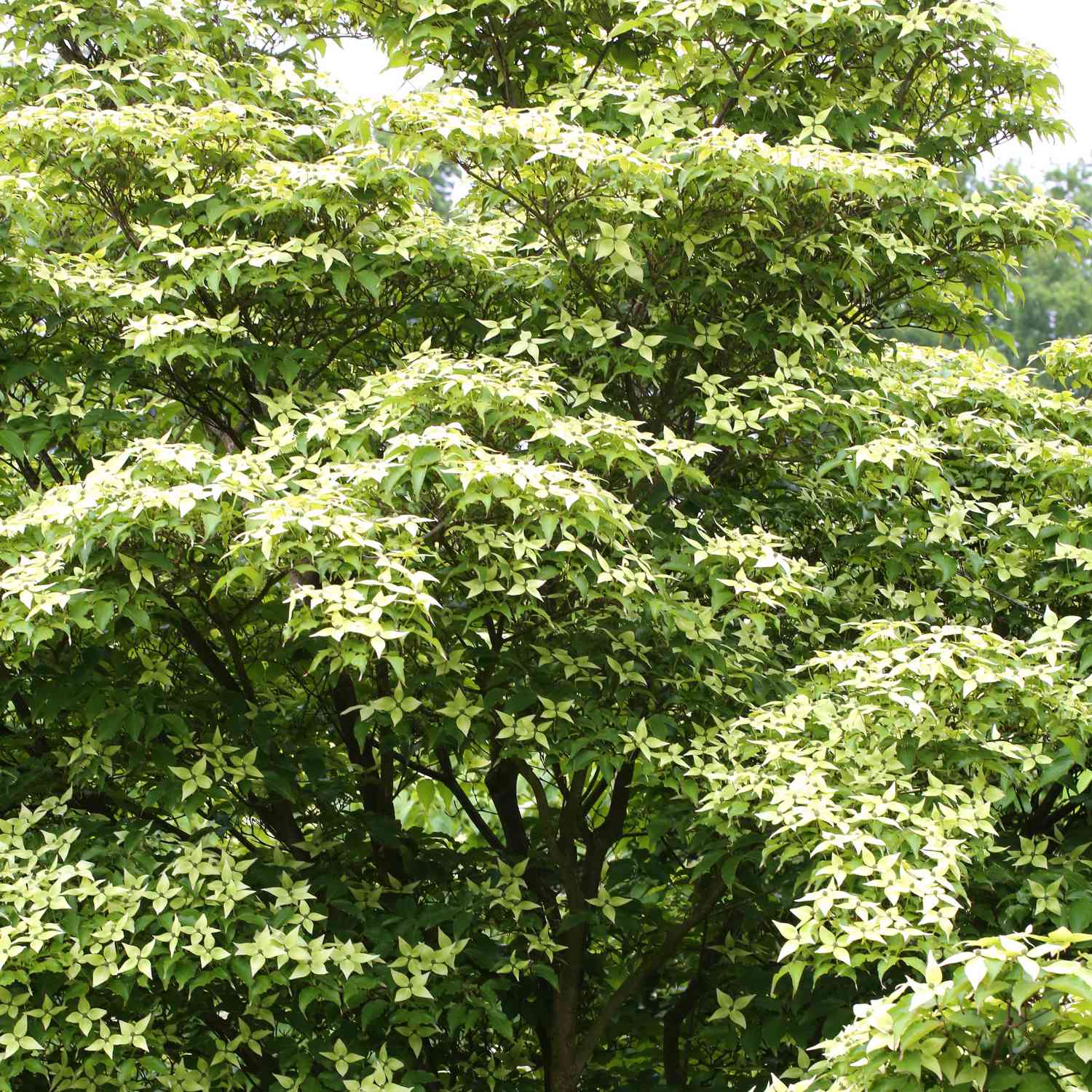 Hoher Weißbunter Pagoden- Hartriegel 'Variegata'