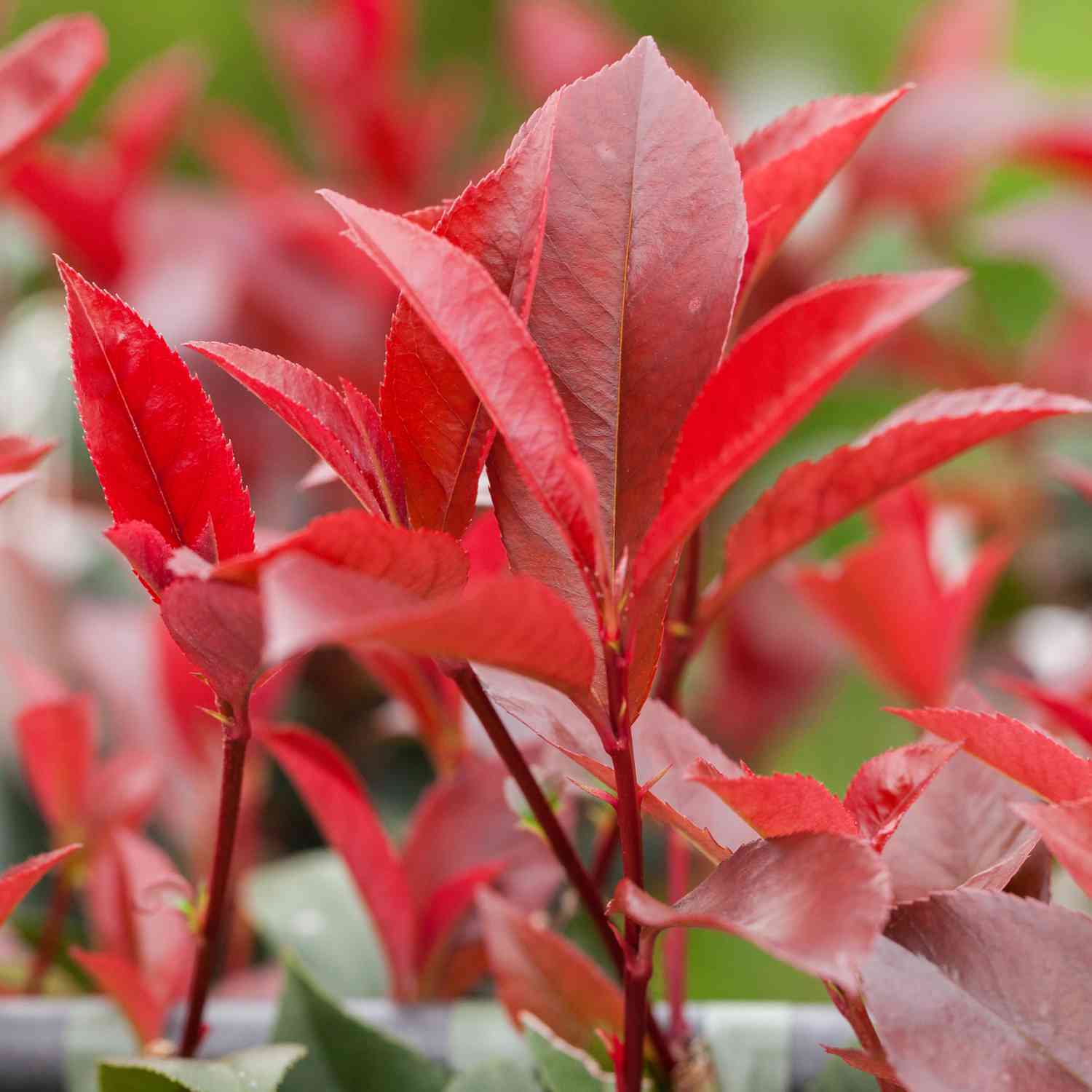 Rote Glanzmispel 'Red Robin' Rote Glanzmispel 'Red Robin'