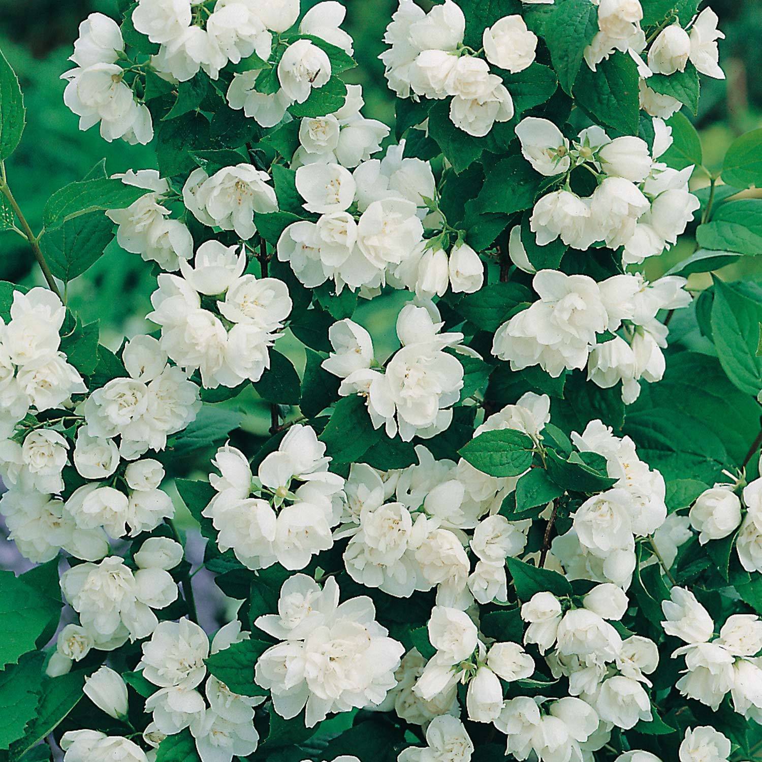 Gefüllter Gartenjasmin 'Schneesturm' Gefüllter Gartenjasmin 'Schneesturm'