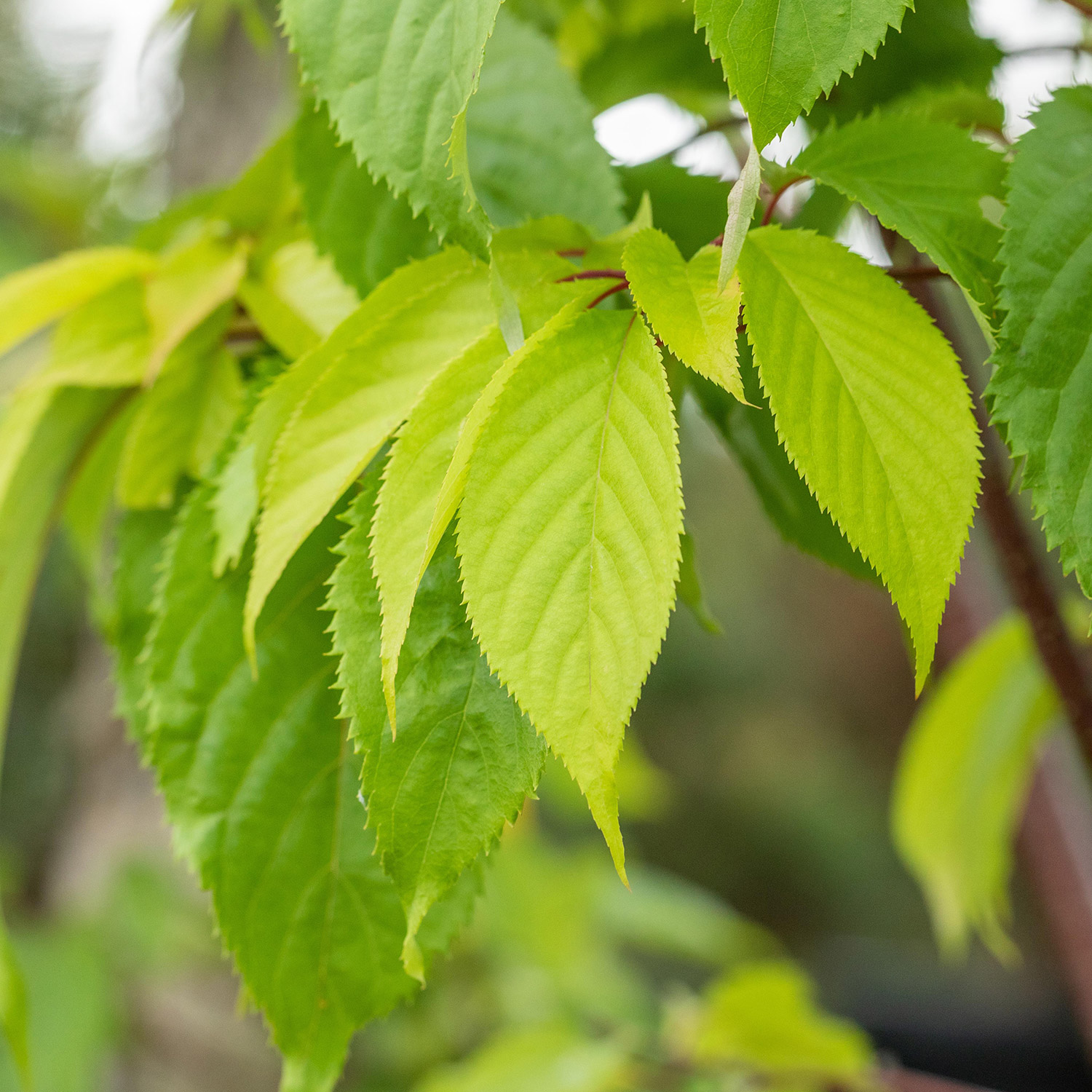 Frühe Zierkirsche / Frühlingskirsche